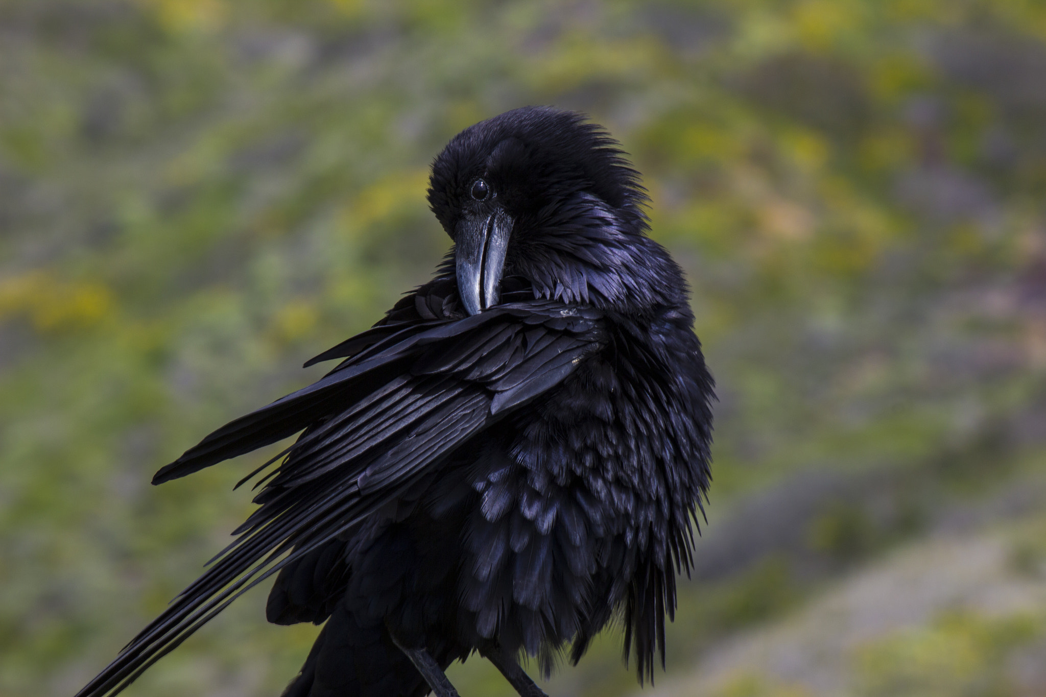 Canon EF-S 55-250mm F4-5.6 IS sample photo. Raven sitting on a post scratching with beak photography