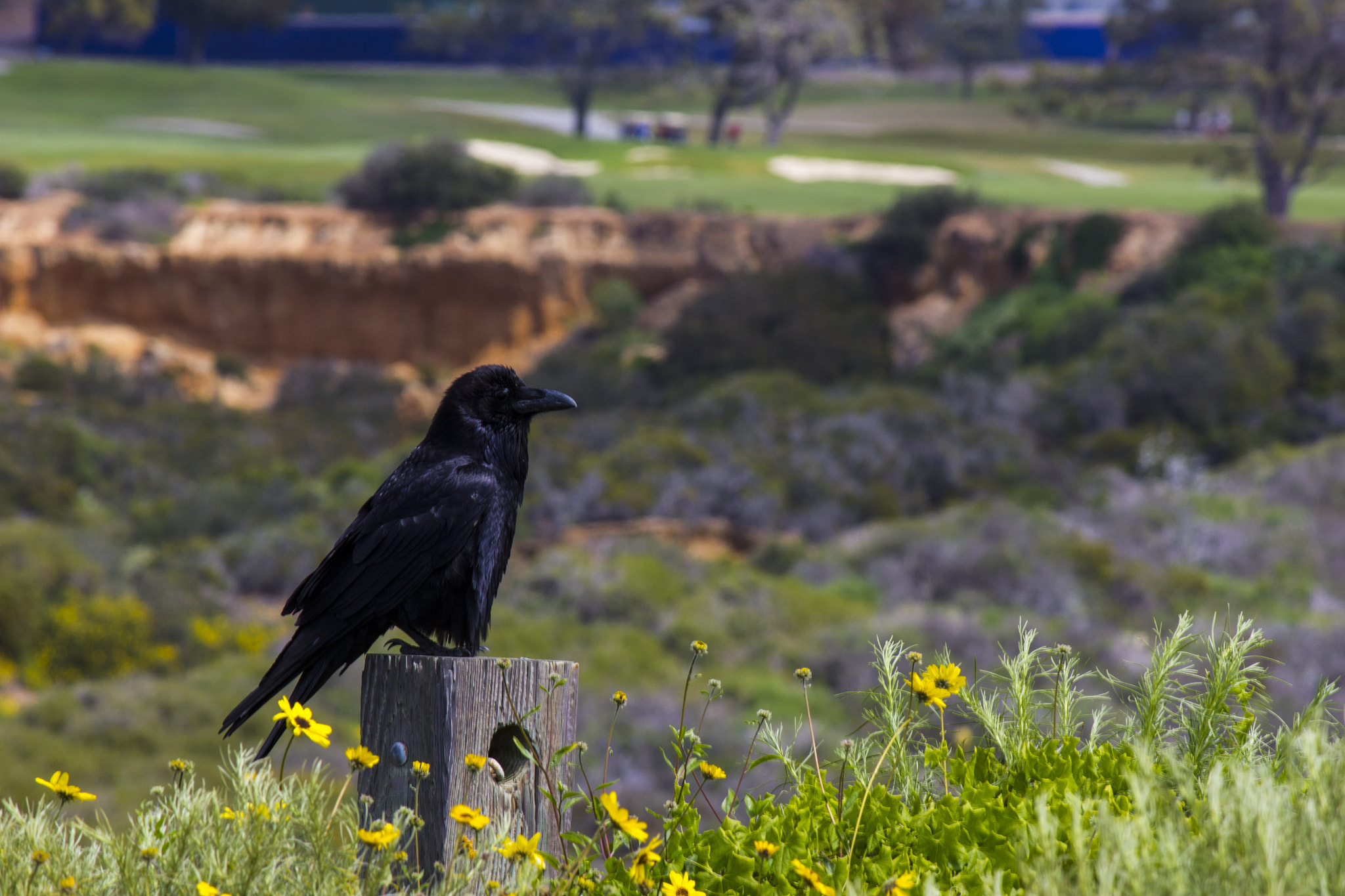 Canon EF-S 55-250mm F4-5.6 IS sample photo. Raven sitting on a post with landscape behind photography