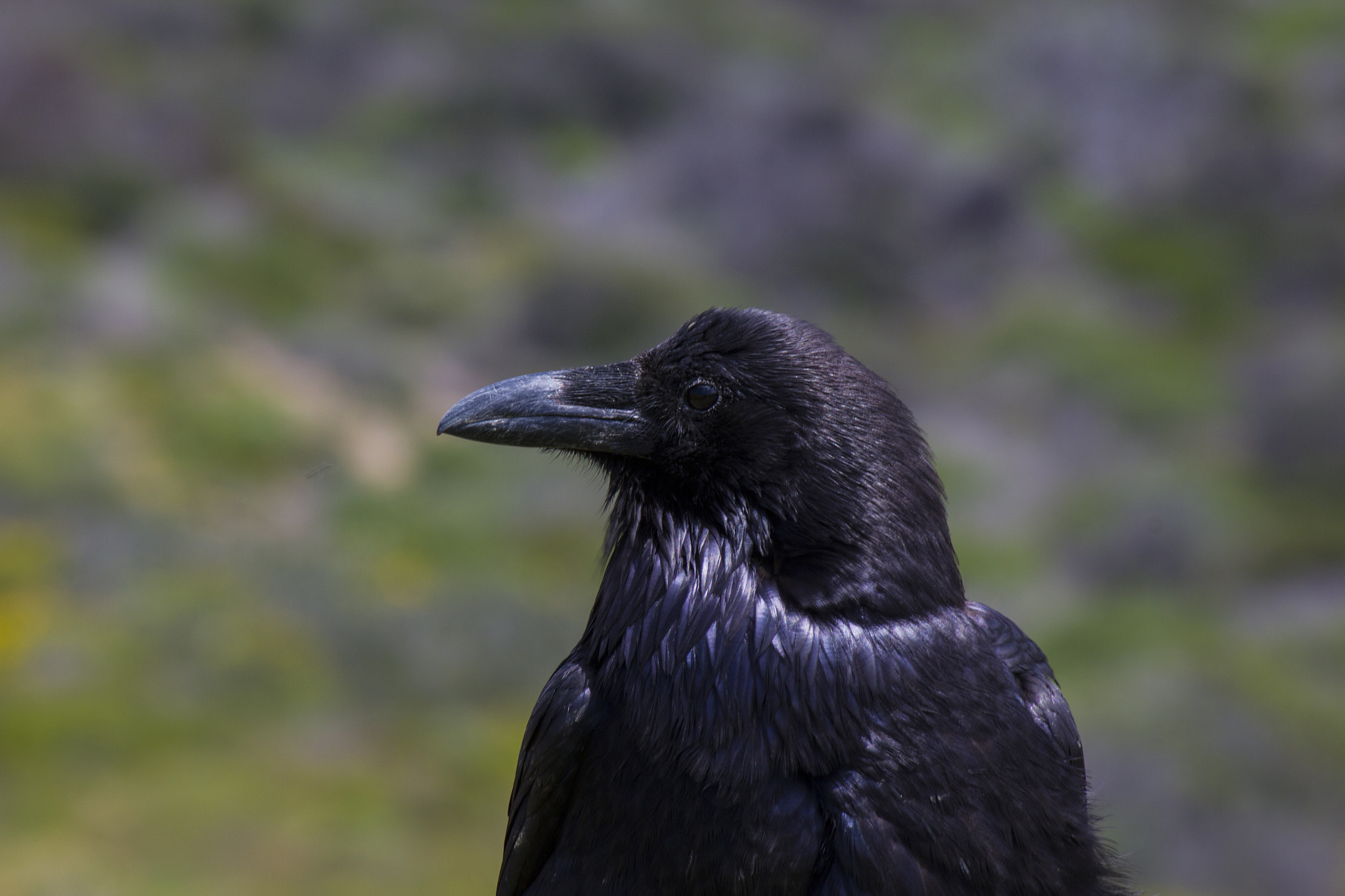 Canon EF-S 55-250mm F4-5.6 IS sample photo. Close up profile of raven bird photography