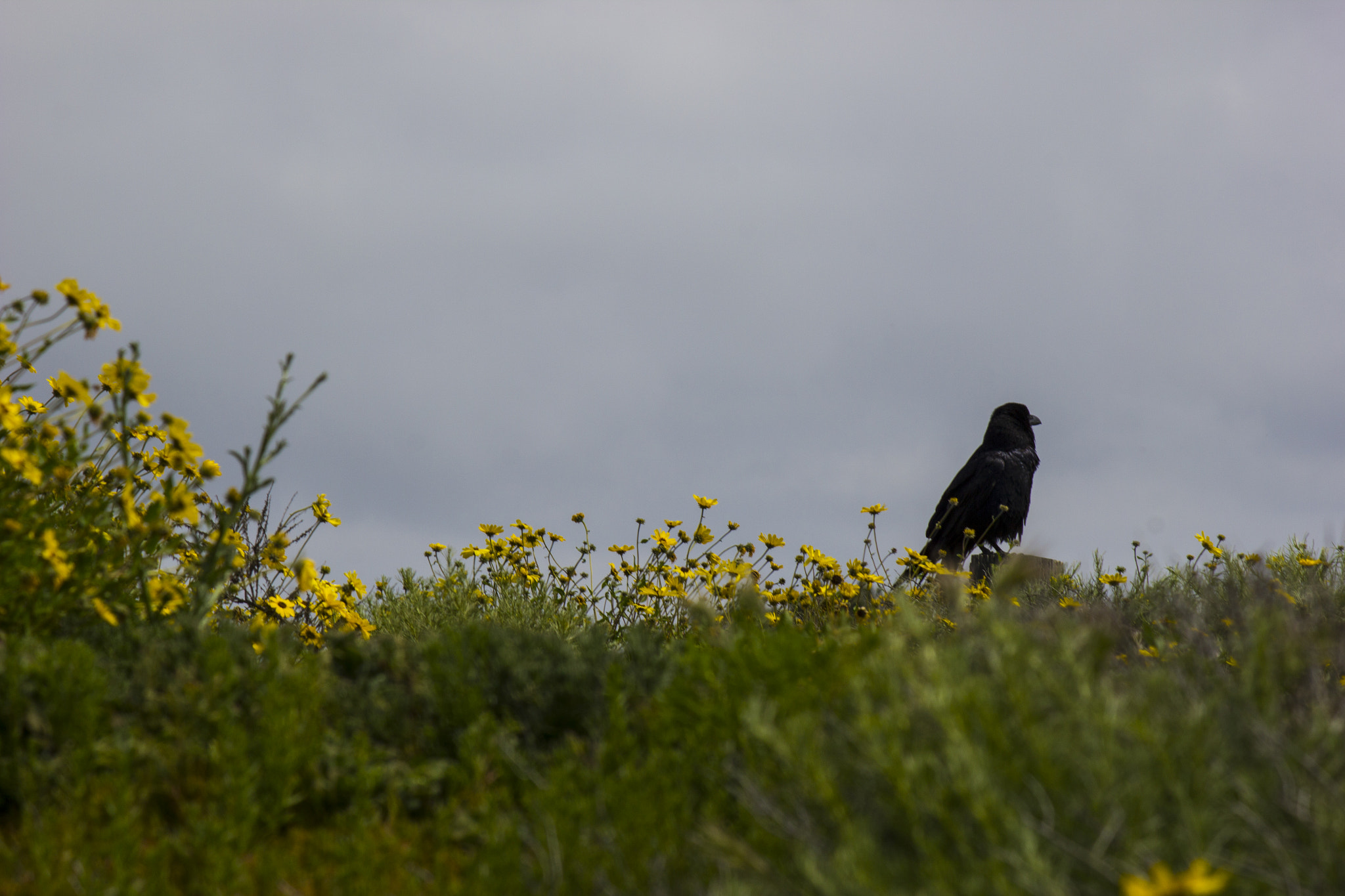 Canon EOS 550D (EOS Rebel T2i / EOS Kiss X4) sample photo. Raven sitting on a post from afar photography