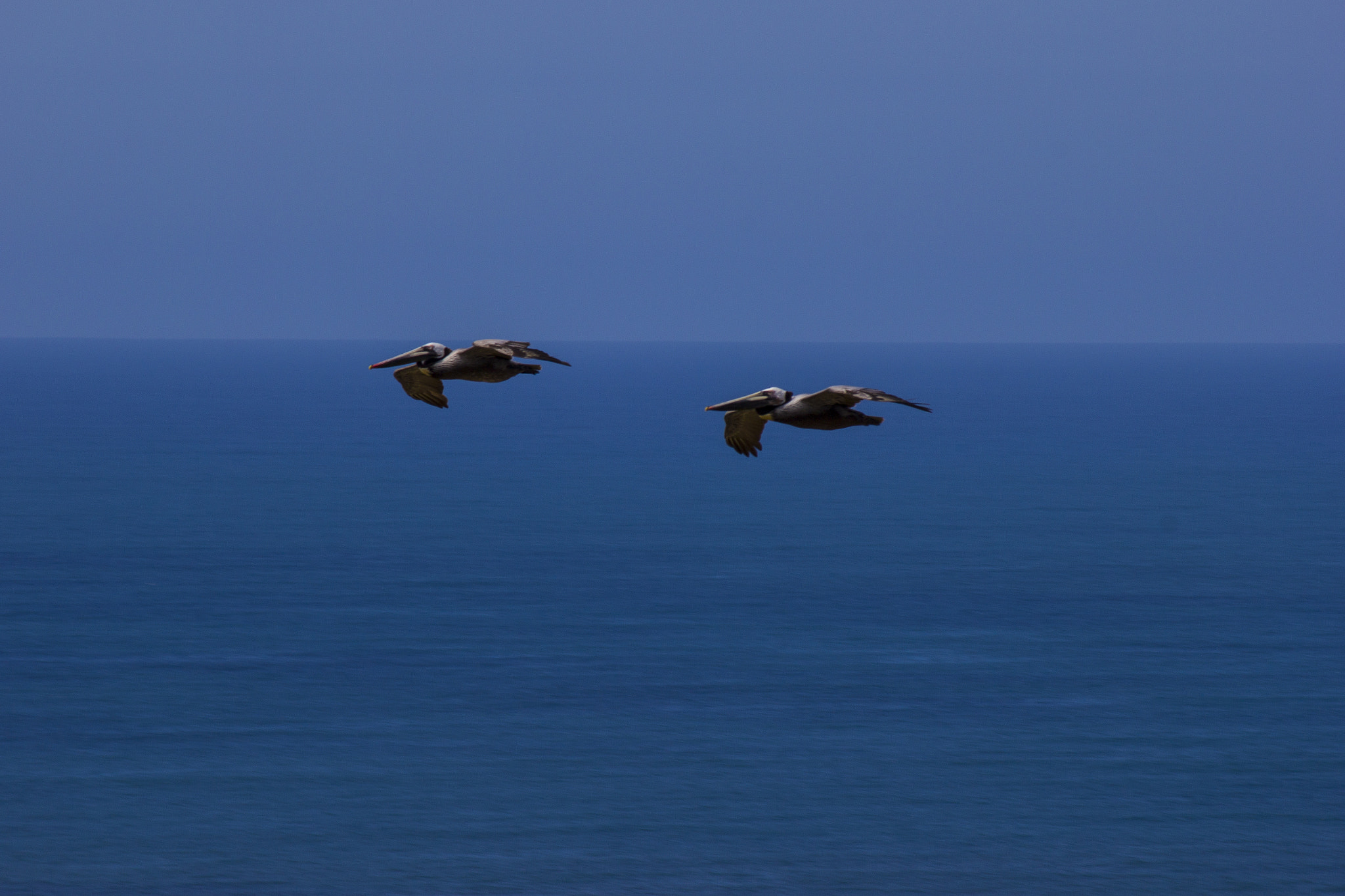 Canon EOS 550D (EOS Rebel T2i / EOS Kiss X4) sample photo. Two seagulls in flight over the ocean photography