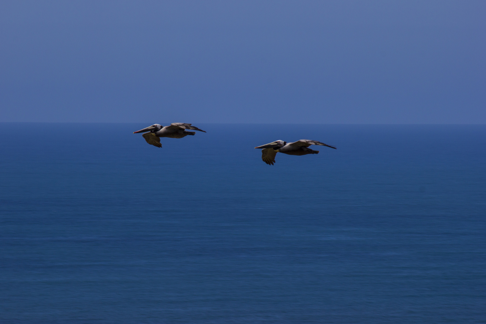 Canon EF-S 55-250mm F4-5.6 IS sample photo. Two seagulls in flight over the ocean photography
