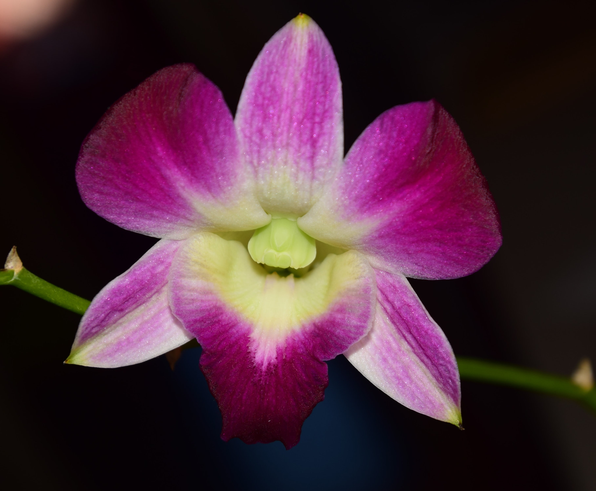 Nikon D5300 sample photo. Purple orchard flower photography