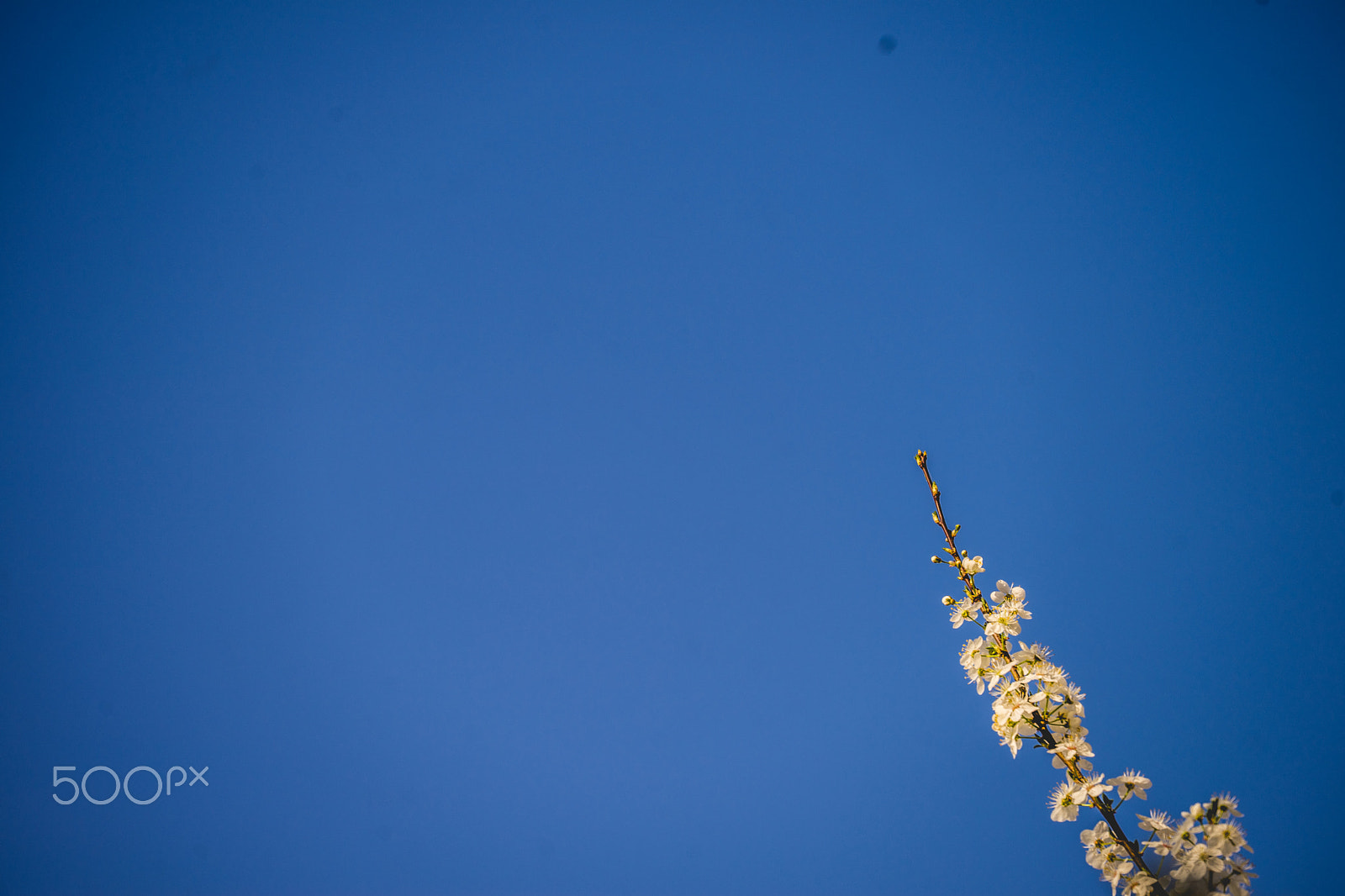 Sony FE 70-300mm F4.5-5.6 G OSS sample photo. Sometimes being right means to be lonely photography
