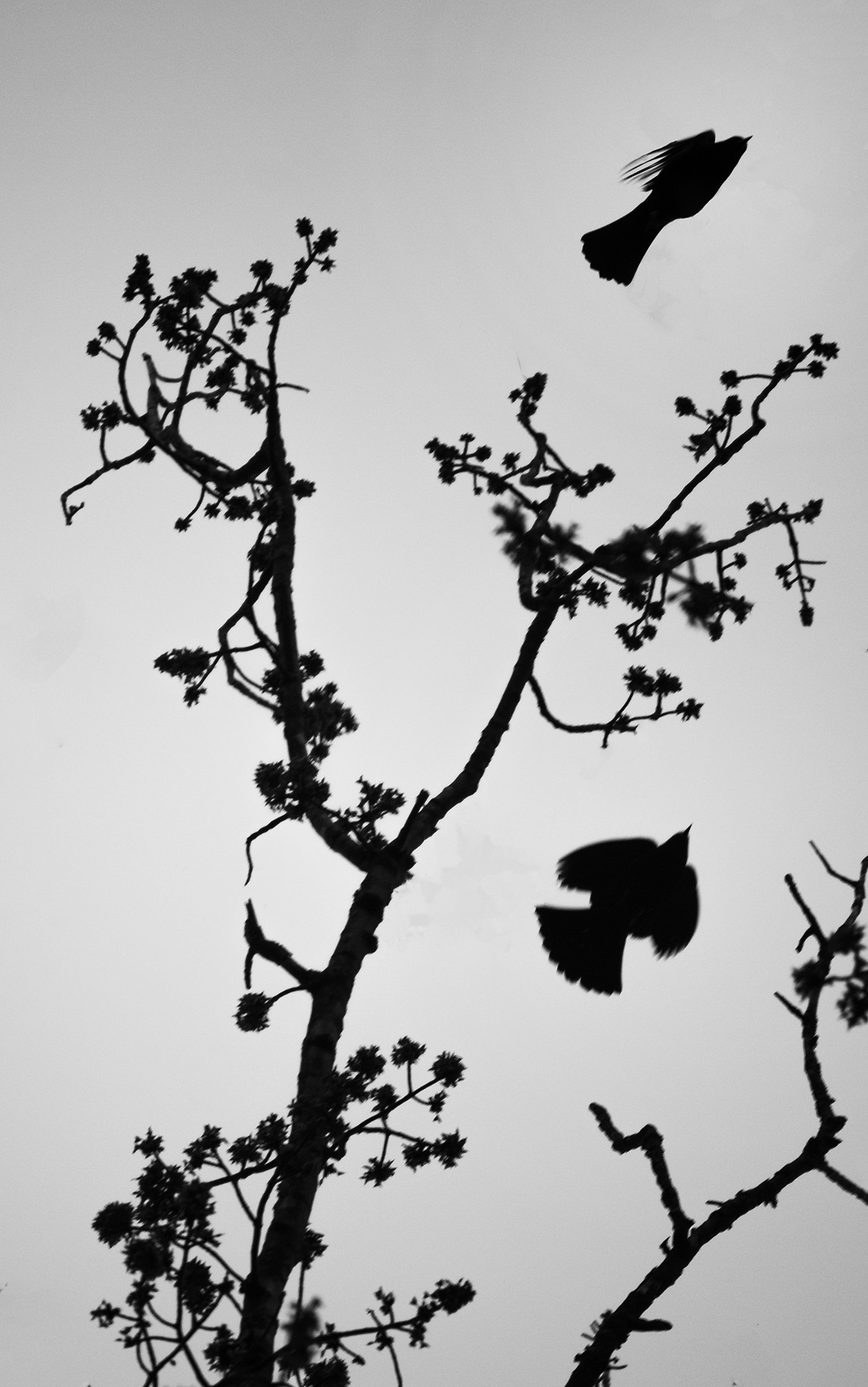 Canon EF-S 55-250mm F4-5.6 IS sample photo. Moving forward photography