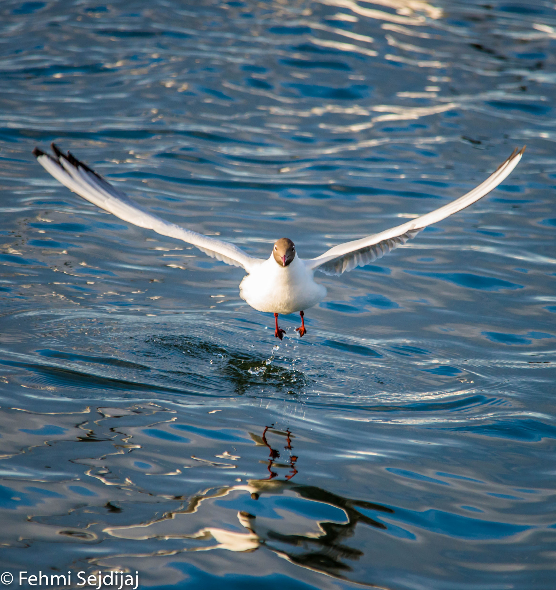 Sigma 150-500mm F5-6.3 DG OS HSM sample photo. Dsc photography