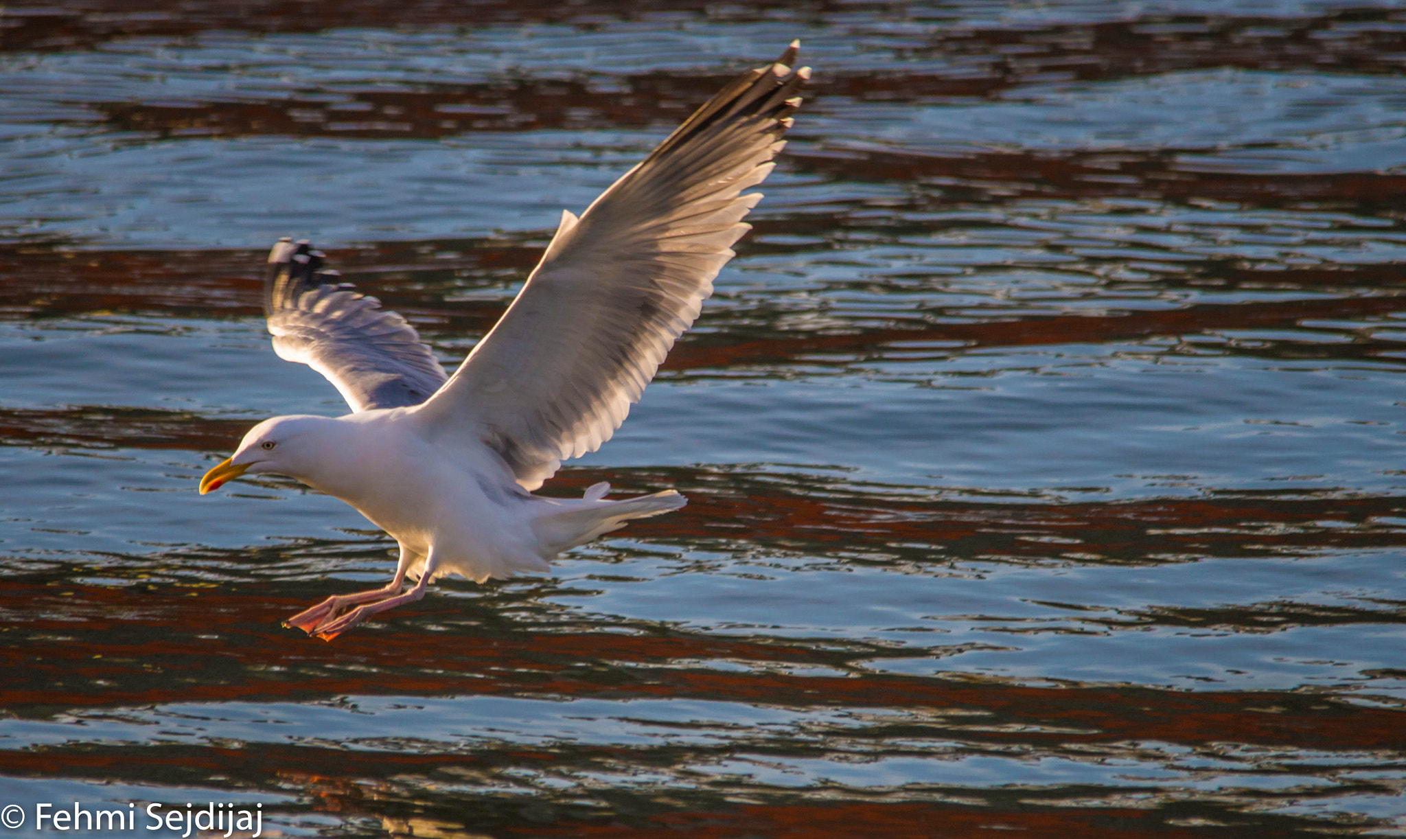 Sigma 150-500mm F5-6.3 DG OS HSM sample photo. Dsc photography