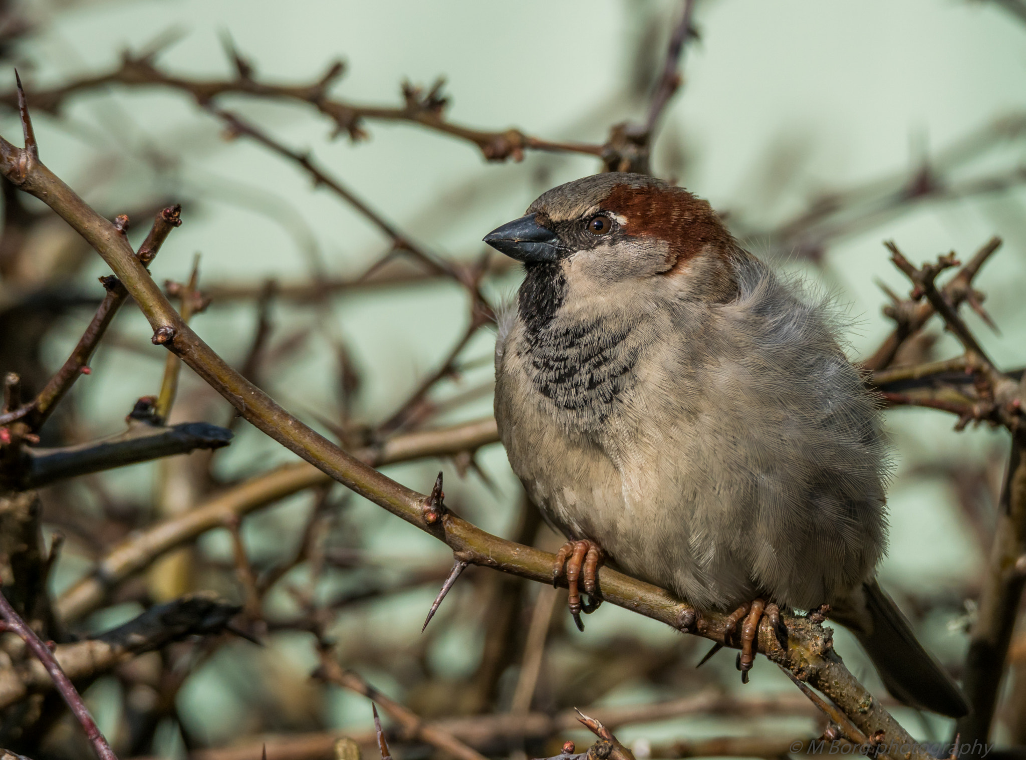 Sony ILCA-77M2 sample photo. House sparrow (passer domesticus) photography