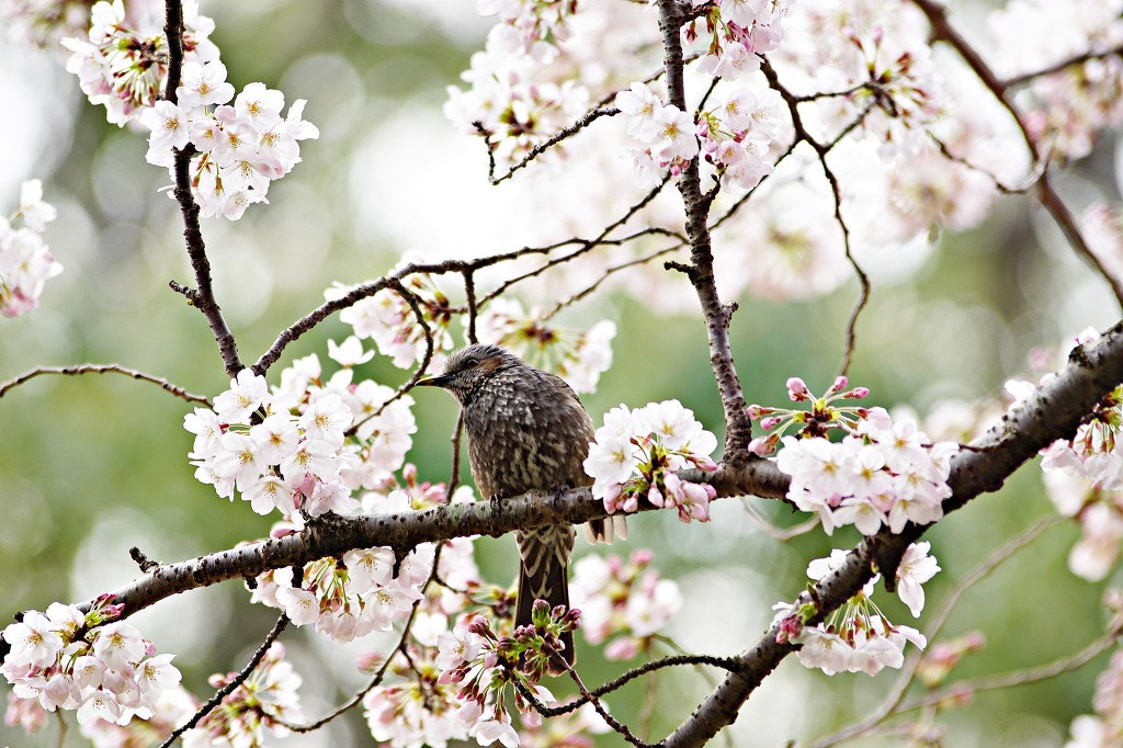 Sony ILCA-77M2 sample photo. Flowers & bird photography