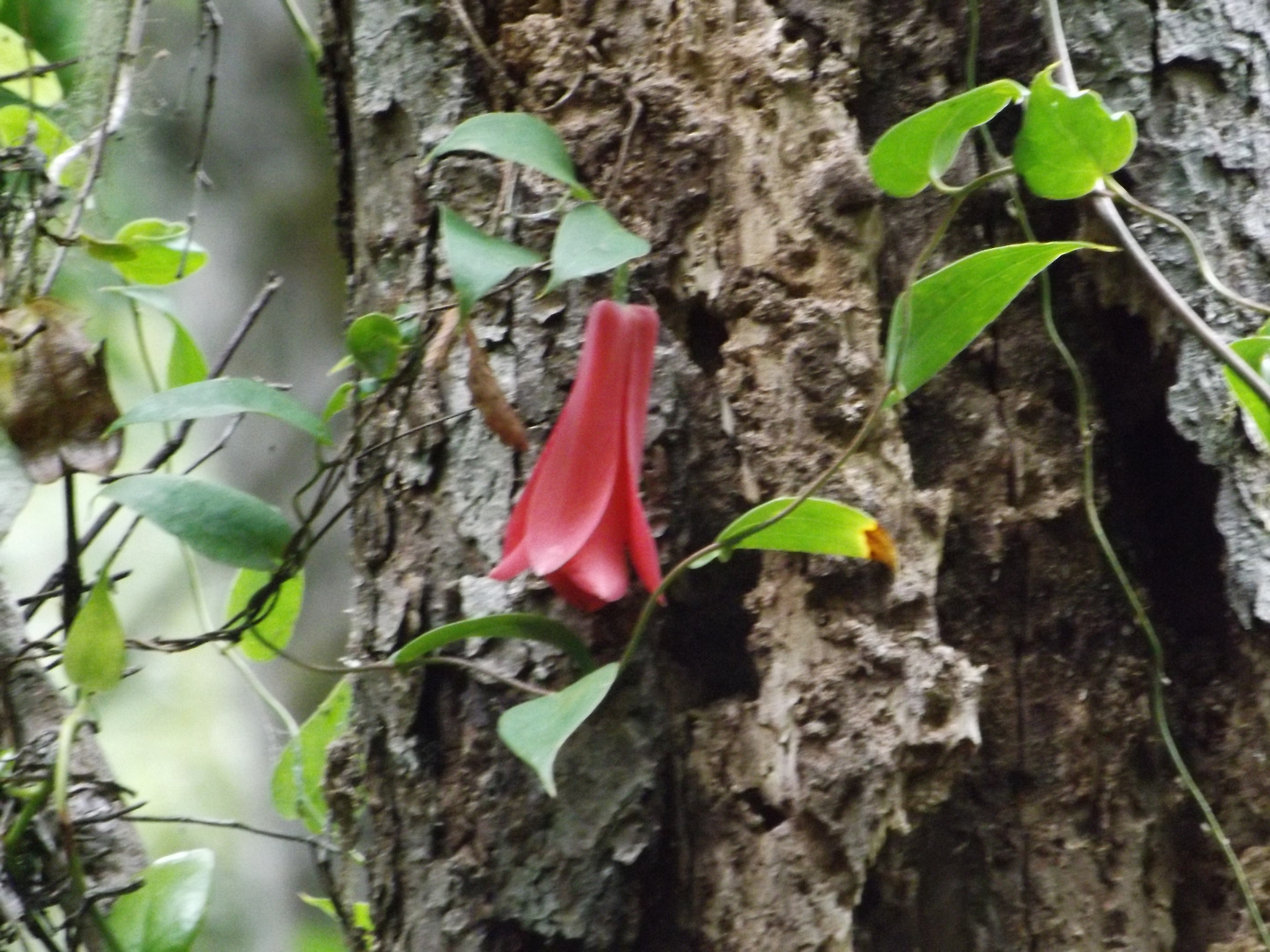 Fujifilm FinePix SL300 sample photo. Copihue photography
