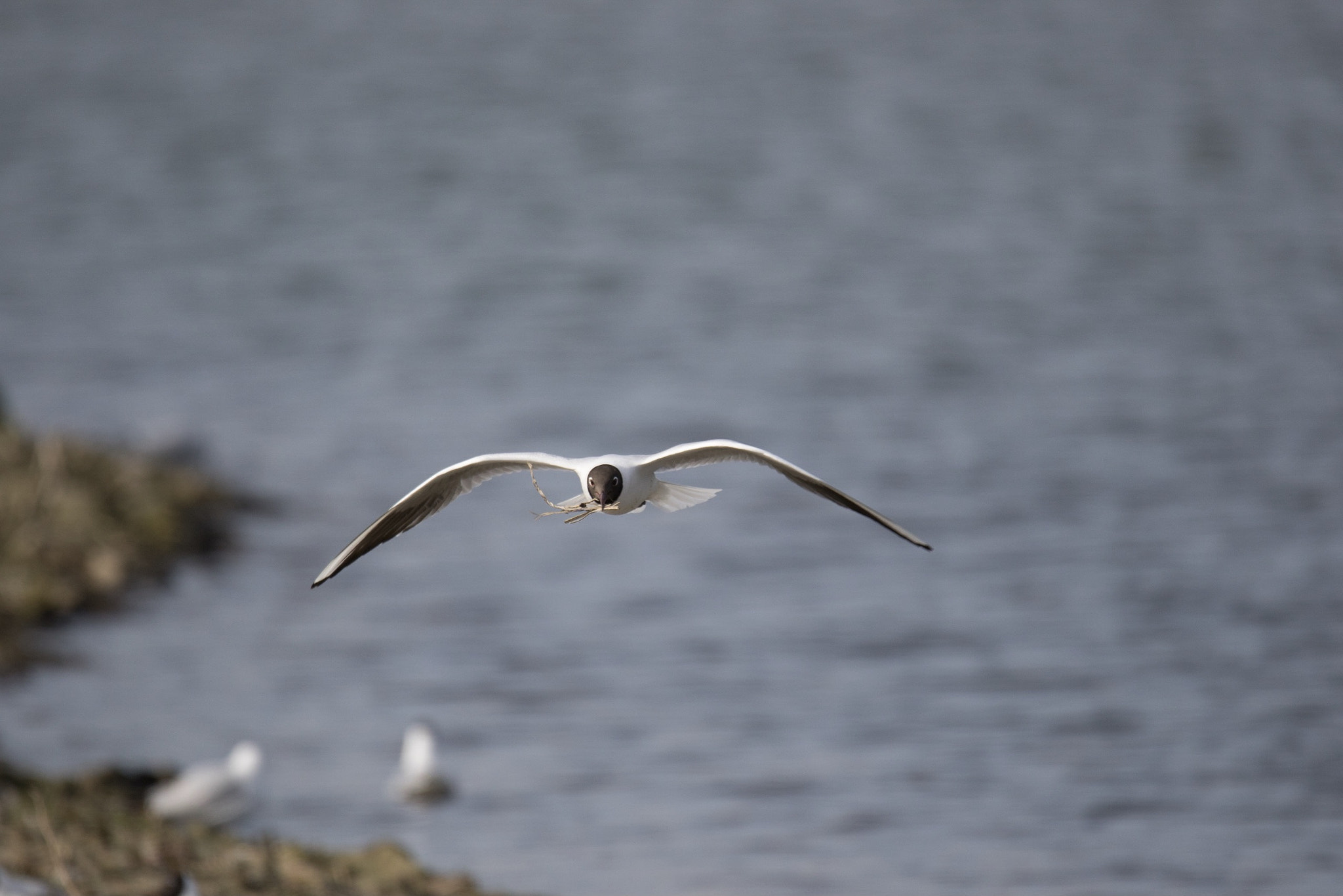 150-600mm F5-6.3 DG OS HSM | Sports 014 sample photo. Bird in flight to build his nest photography