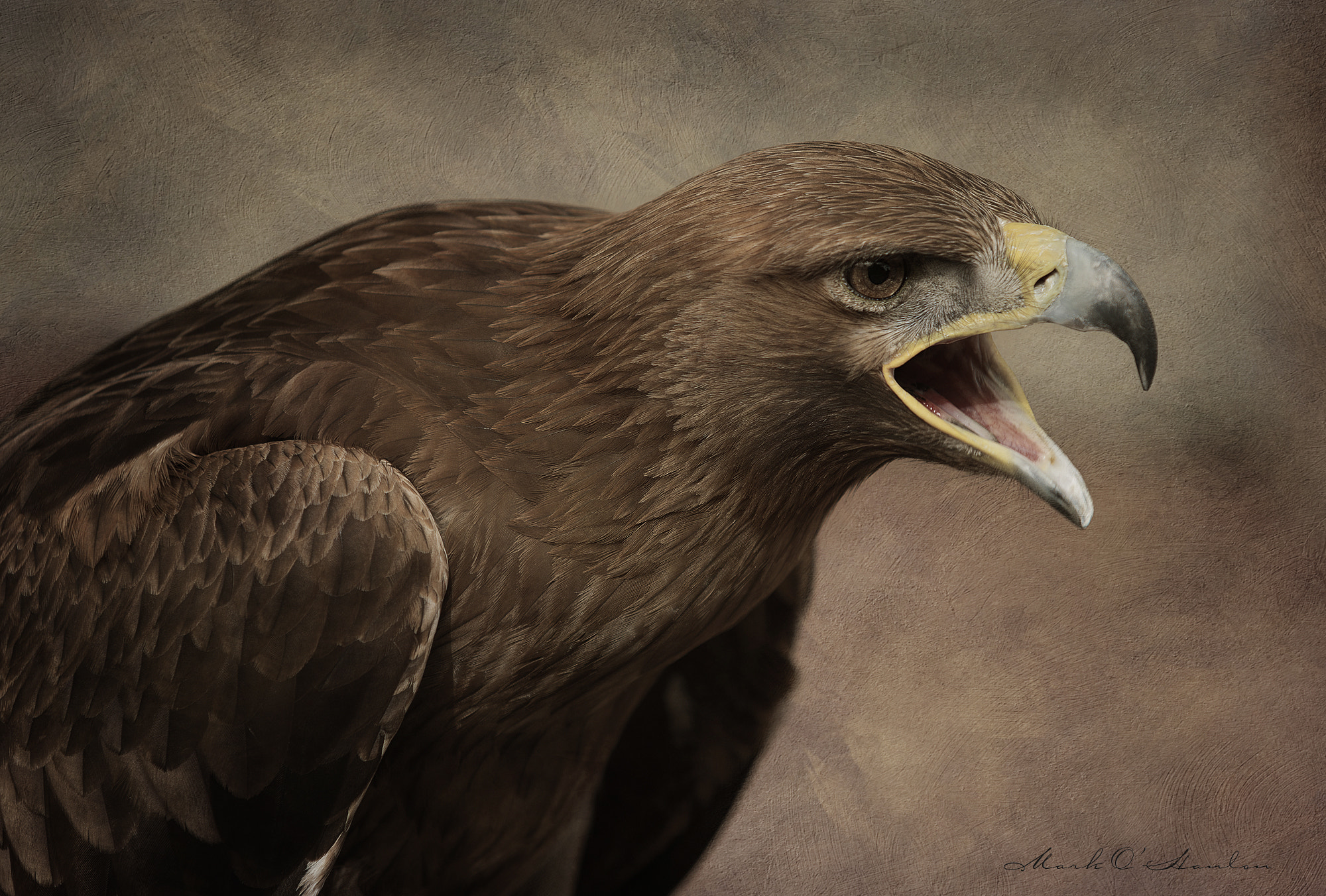 Nikon D800 sample photo. Golden eagle portrait photography