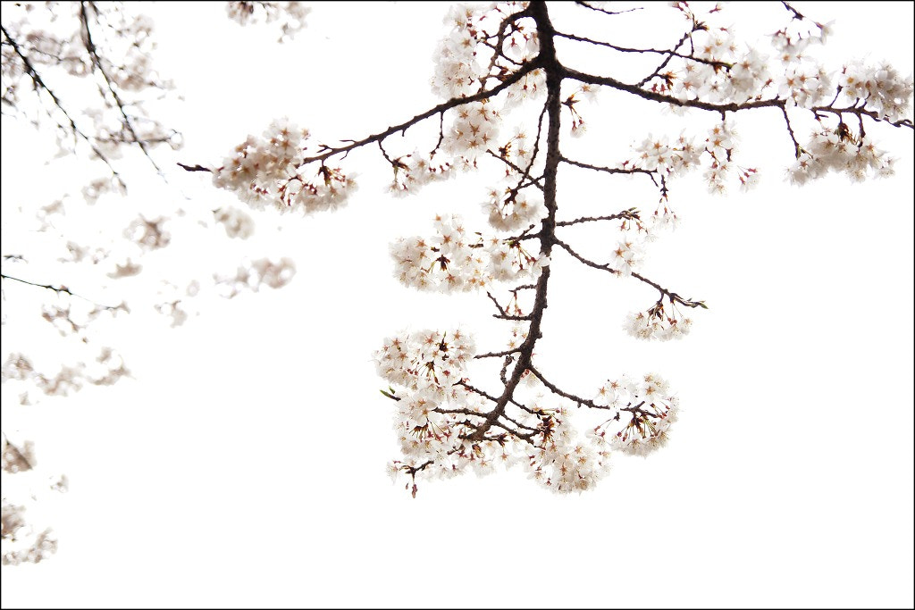 Tamron Lens (255) sample photo. Cherry blossoms photography