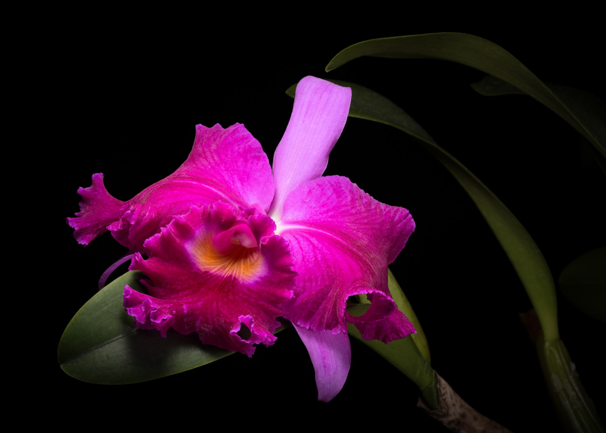 Nikon D810 sample photo. Orchid photography