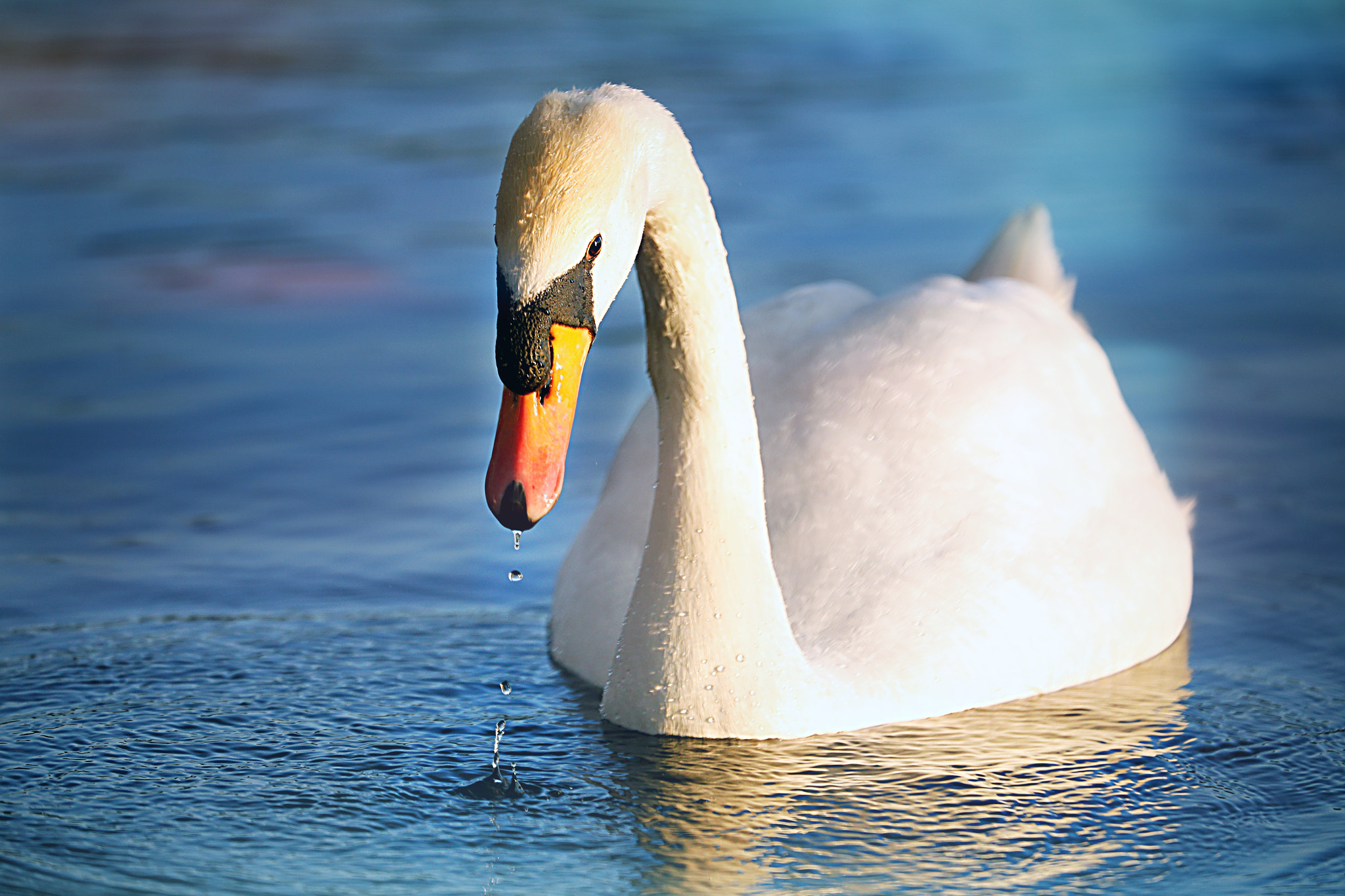 Canon EF 70-300mm F4-5.6L IS USM sample photo. White swan photography