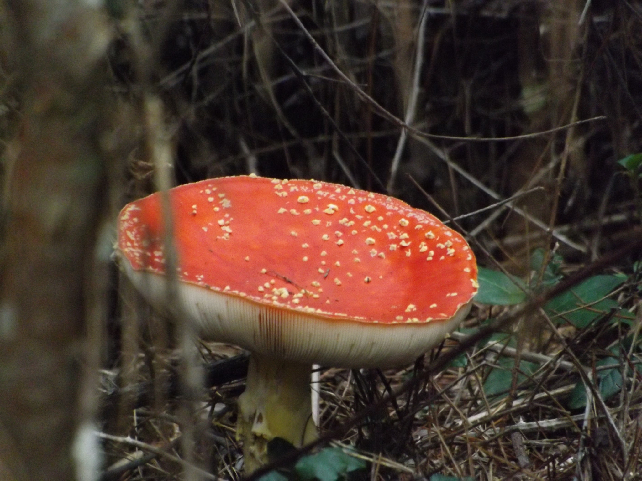 Fujifilm FinePix SL300 sample photo. Amanita photography