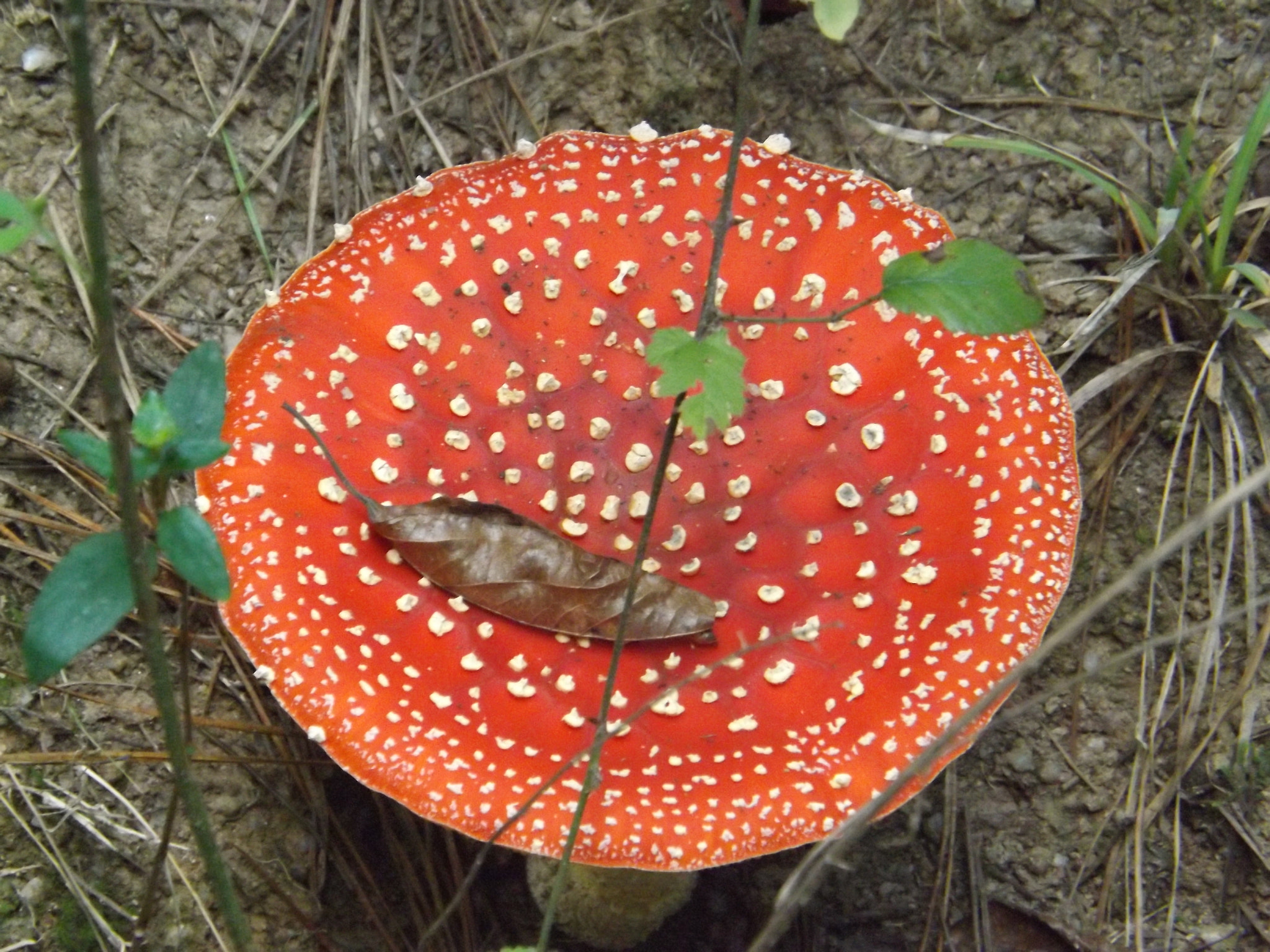 Fujifilm FinePix SL300 sample photo. Amanita muscaria photography