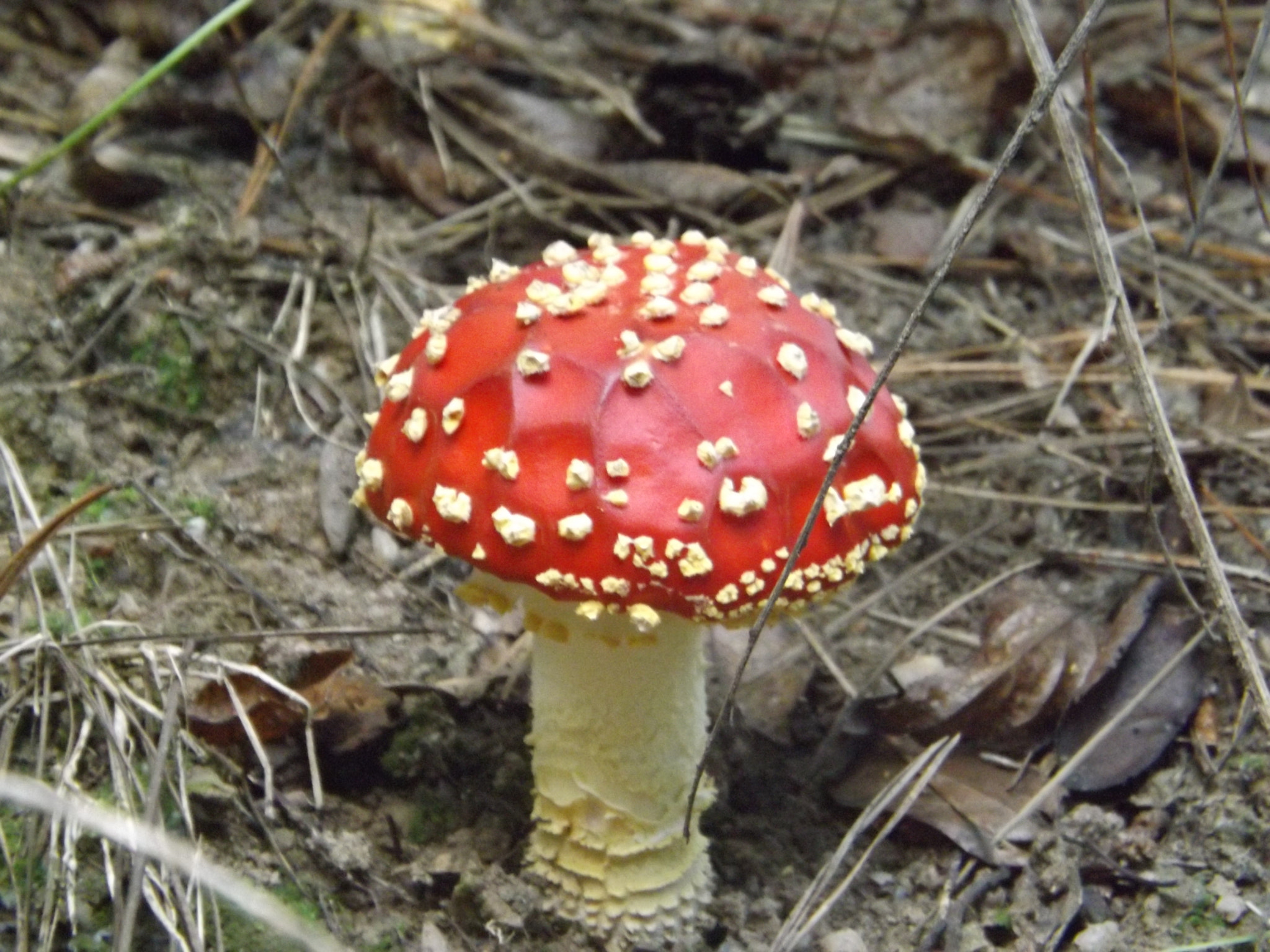 Fujifilm FinePix SL300 sample photo. Amanita muscaria photography