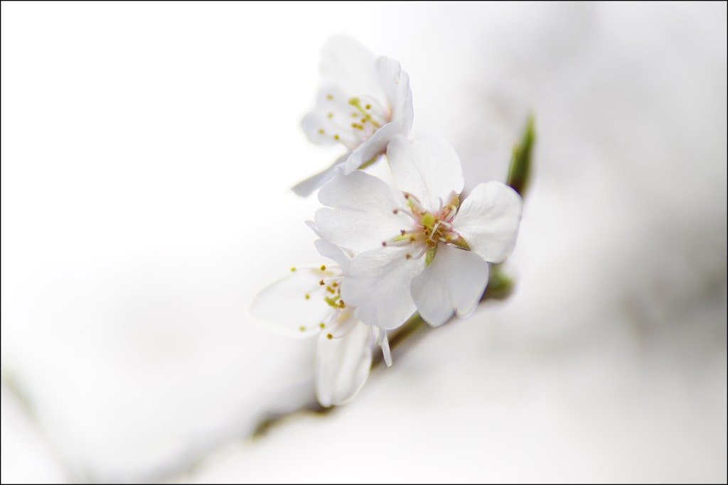 Sony ILCA-77M2 sample photo. Cherry blossoms photography