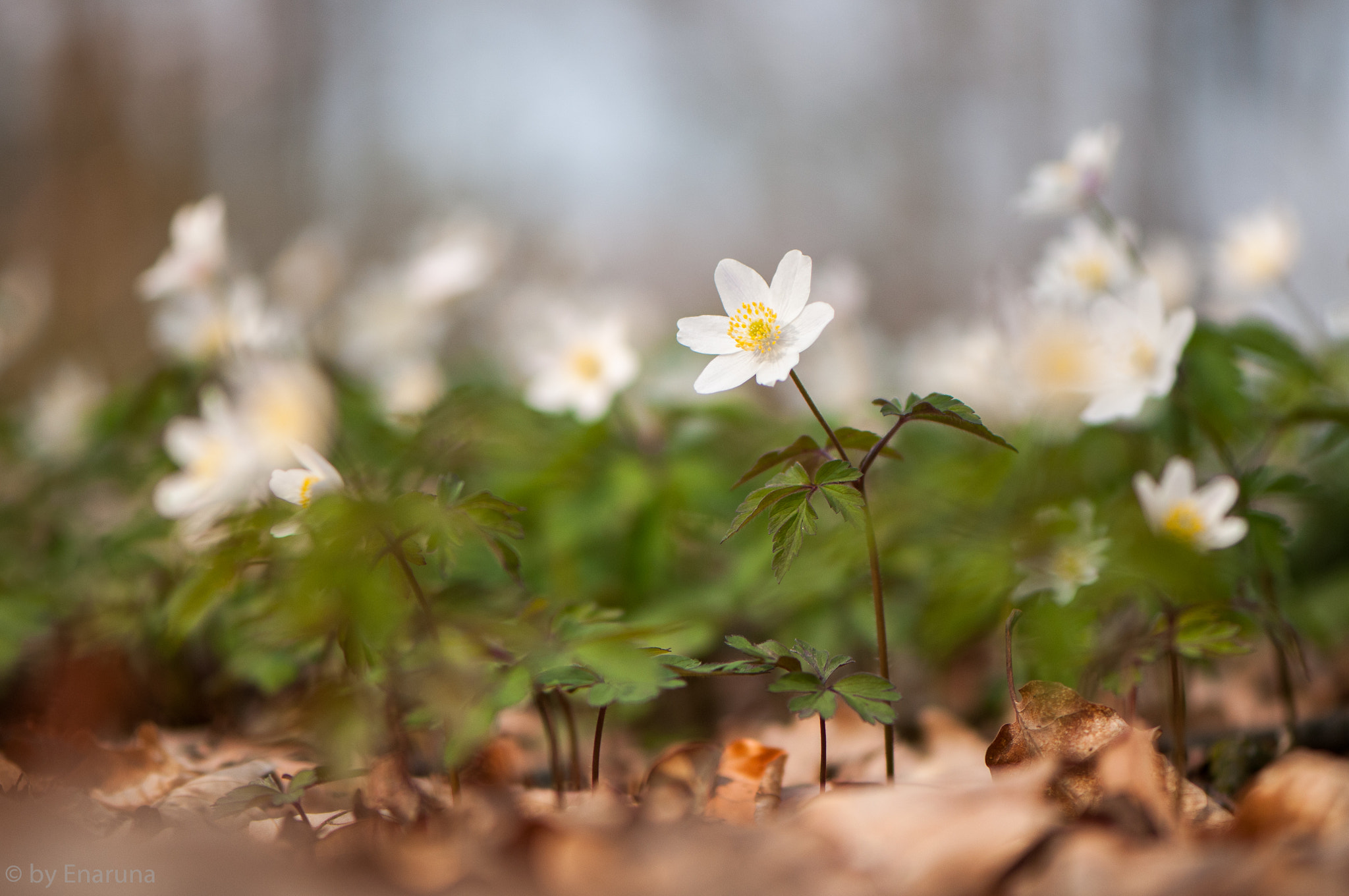 Nikon AF-S Micro-Nikkor 105mm F2.8G IF-ED VR sample photo. Windflowers photography