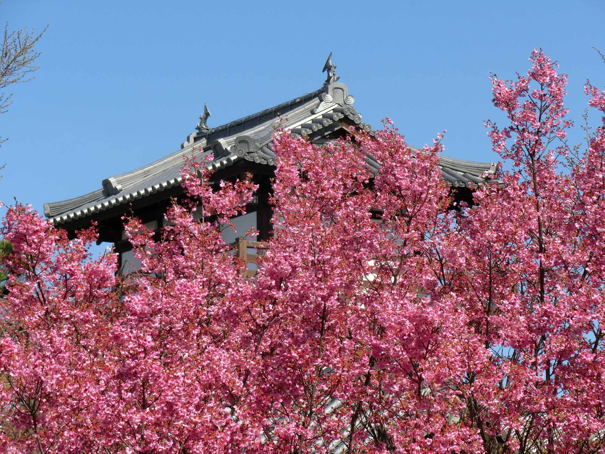CASIO EX-ZR850 sample photo. 桜 photography