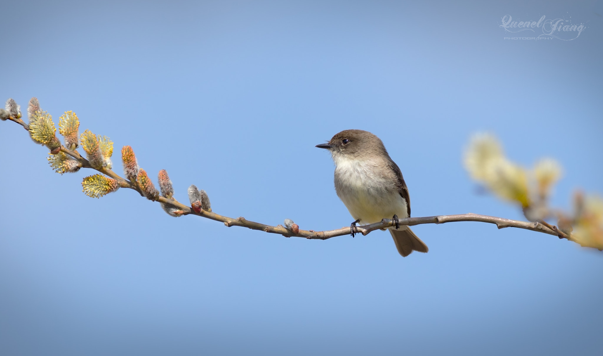 Canon EF 600mm F4L IS USM sample photo. Phoebe photography