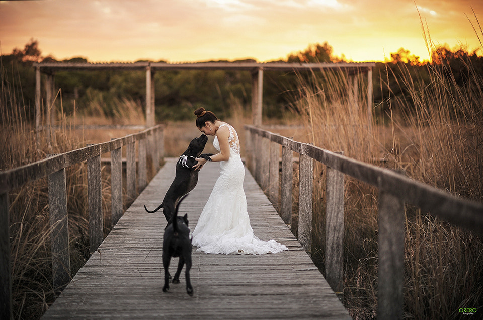 Nikon D3S + Nikon AF-S Nikkor 85mm F1.4G sample photo. Pitbull wedding photography