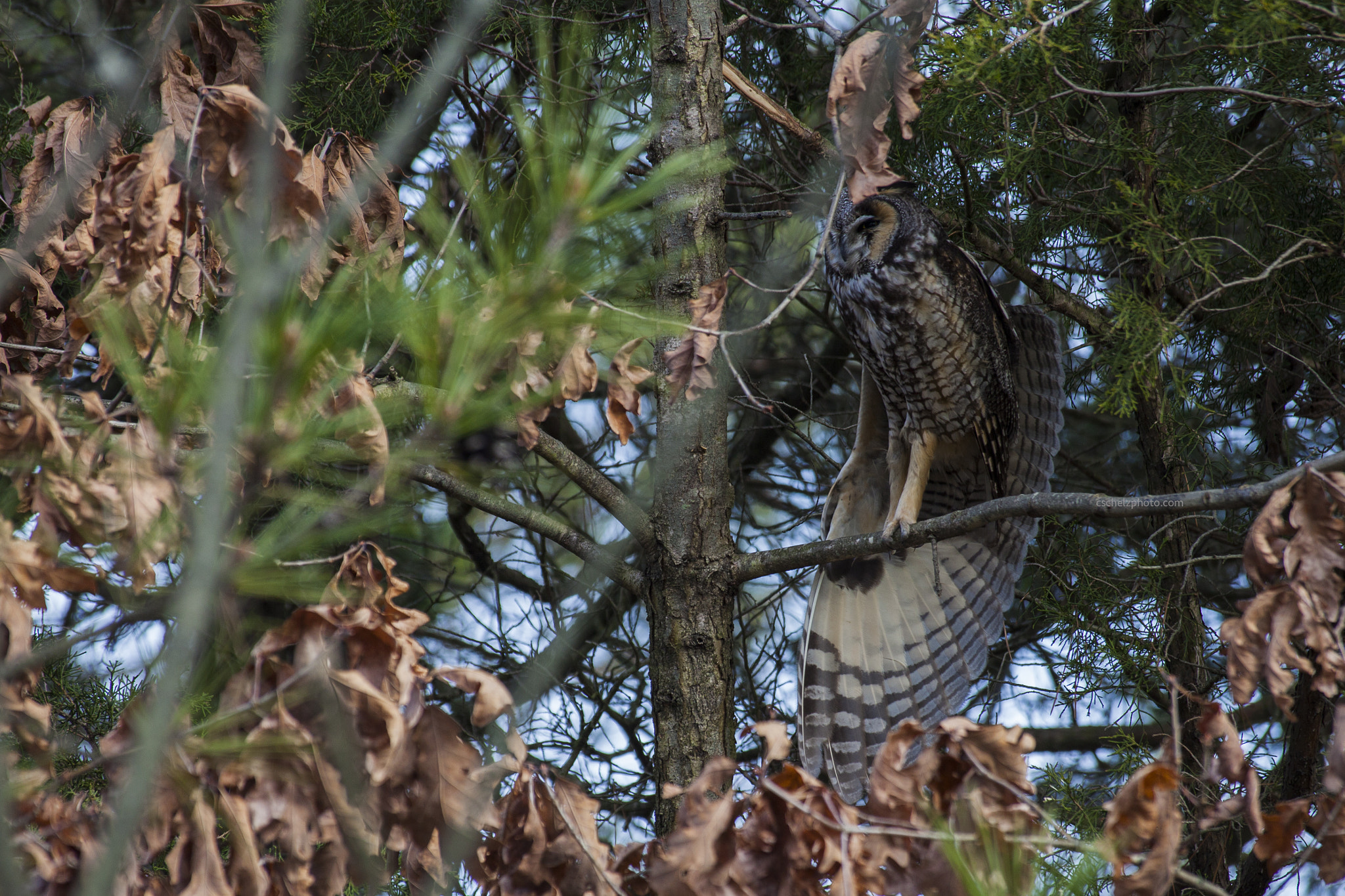 Canon EOS 5D Mark II sample photo. Long eared owl photography