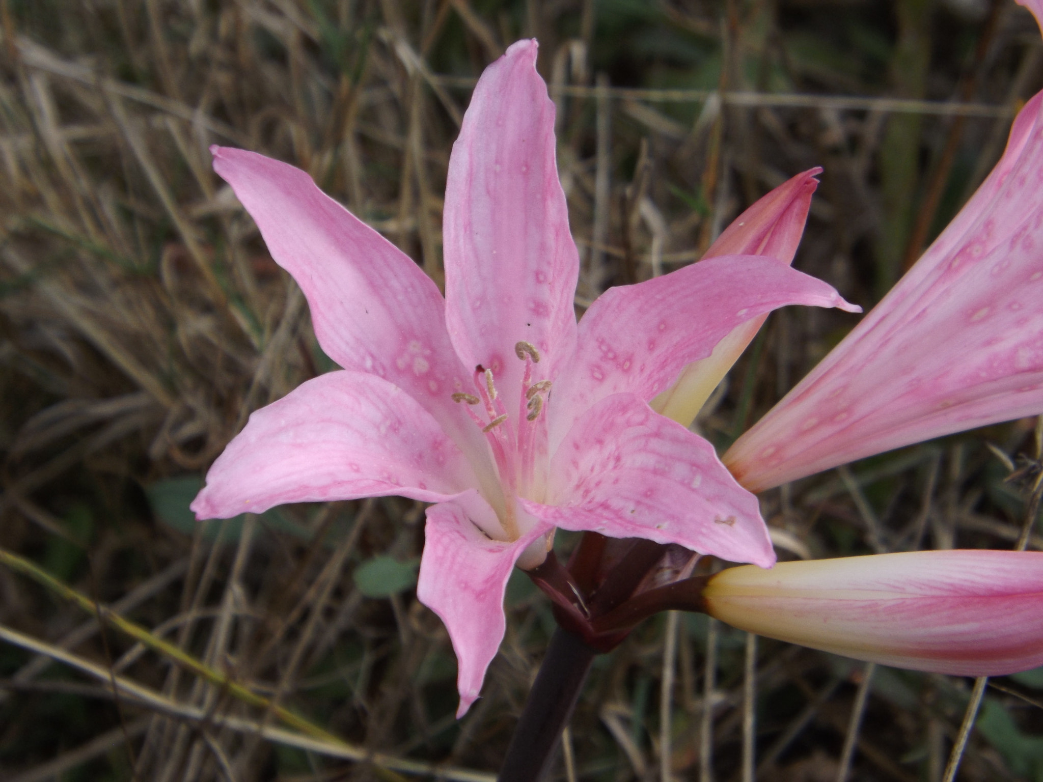 Fujifilm FinePix SL300 sample photo. Flor rosa photography