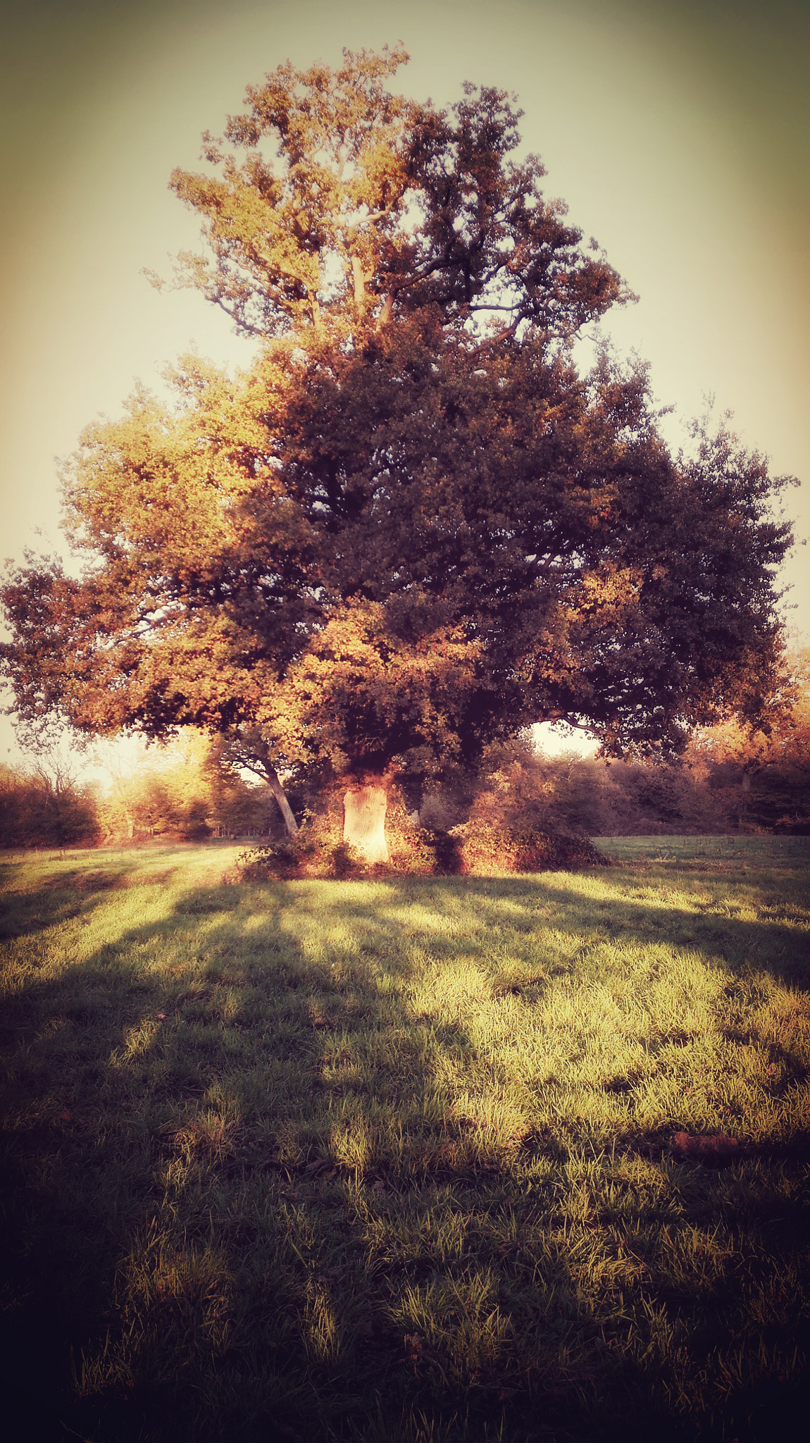 HUAWEI Mate 7 sample photo. Giant photography