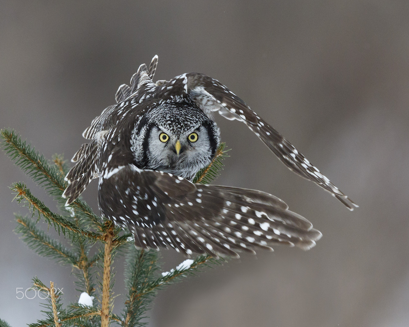 Canon EOS 7D Mark II + Canon EF 600mm F4L IS II USM sample photo. _ photography