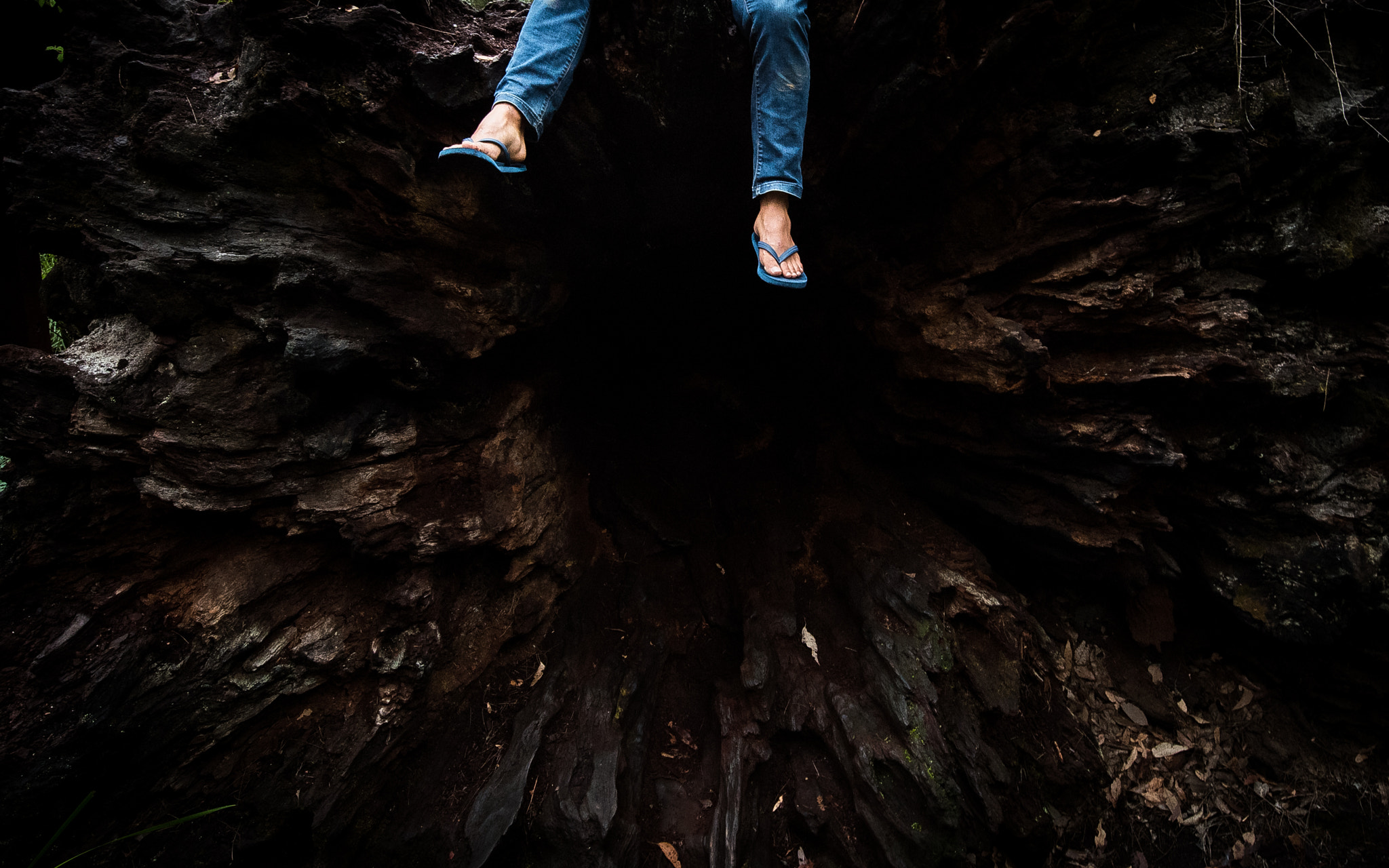 Nikon D810 sample photo. Upended tingle tree root system photography