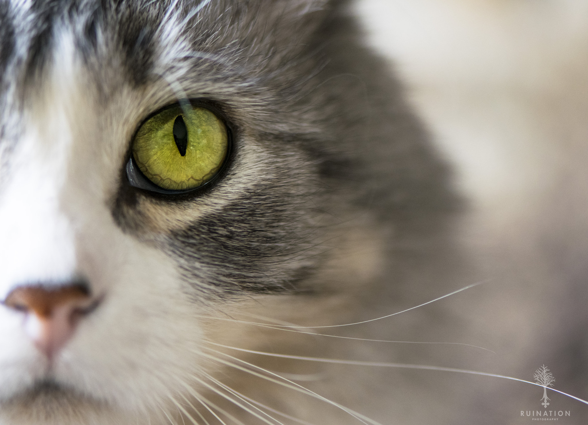 Nikon AF-S Micro-Nikkor 105mm F2.8G IF-ED VR sample photo. Finnigan the brave photography