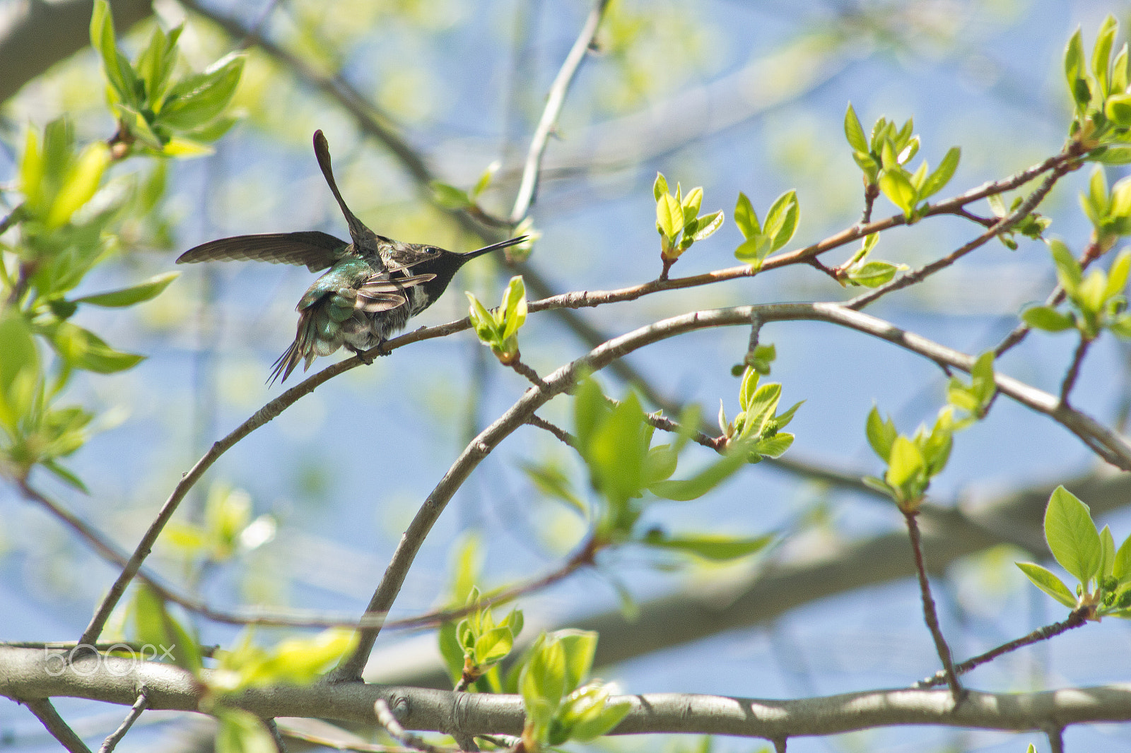 Canon EOS 600D (Rebel EOS T3i / EOS Kiss X5) + EF75-300mm f/4-5.6 sample photo. My spot photography