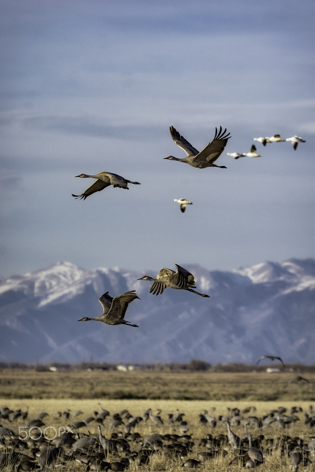 Nikon D7100 sample photo. Sandhill cranes migration photography
