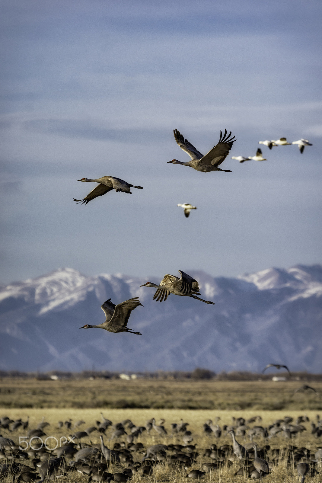 Nikon D7100 sample photo. Sandhill cranes migration photography