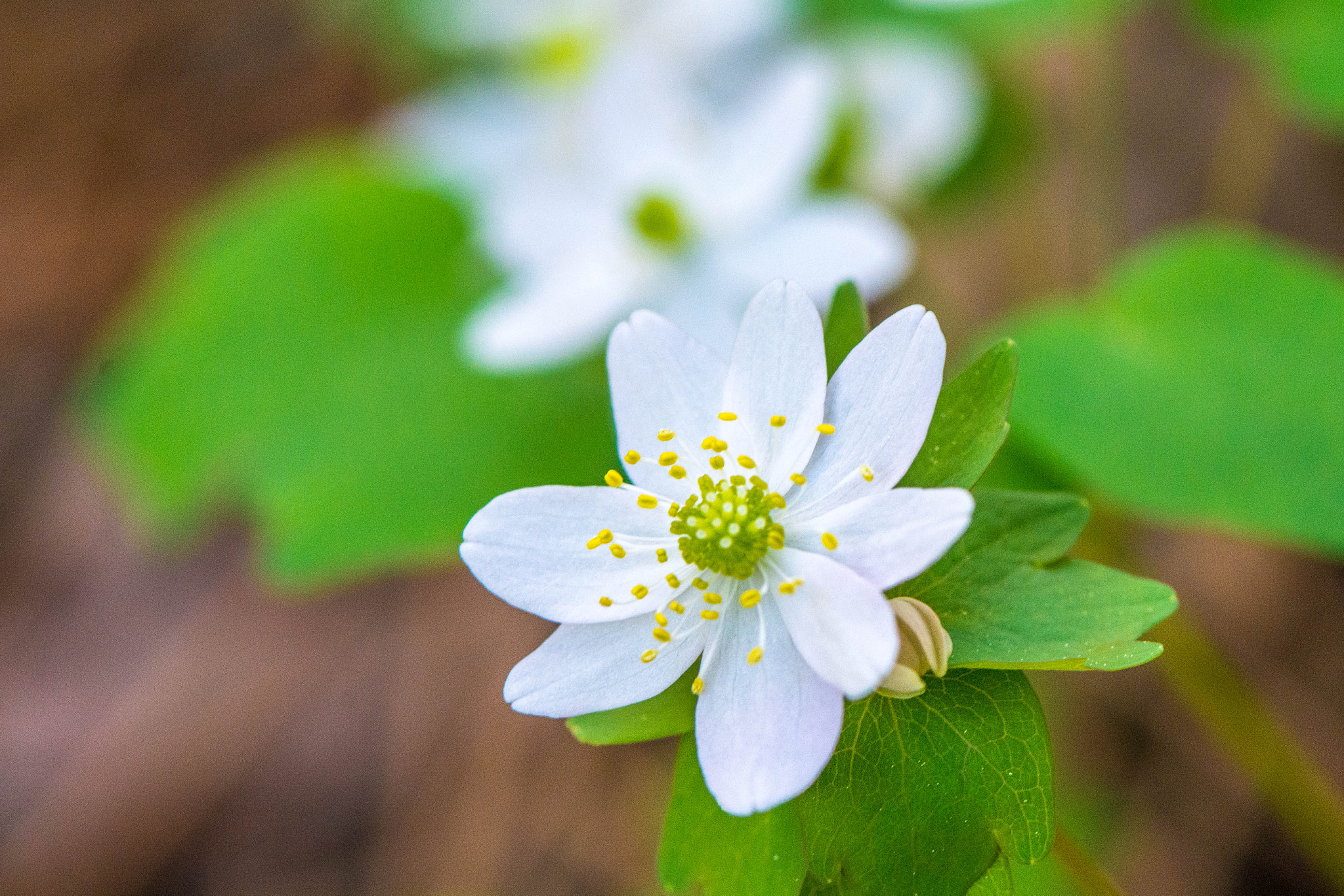 Nikon AF-S Micro-Nikkor 105mm F2.8G IF-ED VR sample photo. Wildflowers at duke gardens photography