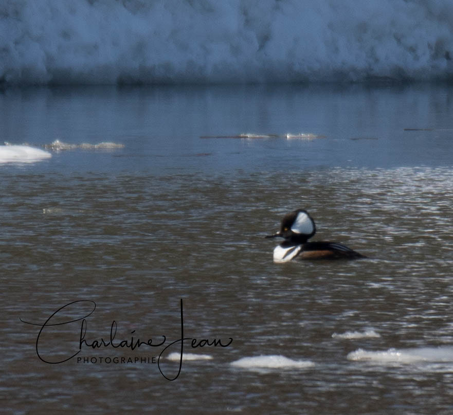 150-600mm F5-6.3 DG OS HSM | Sports 014 sample photo. Hooded merganser, st-lawrence river, quebec, ca photography