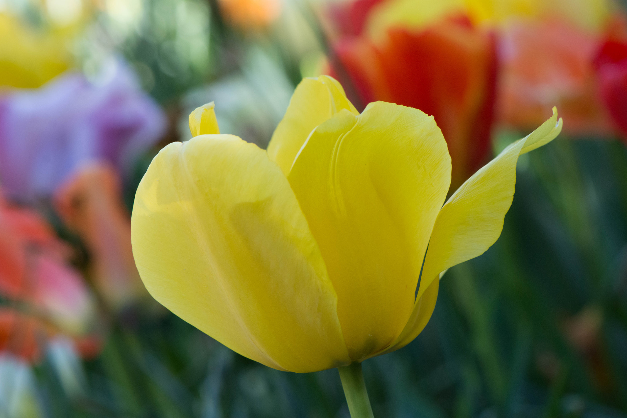 Nikon AF-S Micro-Nikkor 105mm F2.8G IF-ED VR sample photo. Tulips at duke gardens photography