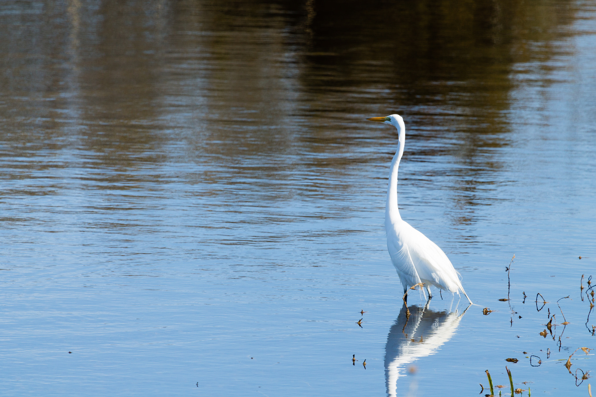 Canon EF 100-400mm F4.5-5.6L IS USM sample photo. Egret photography