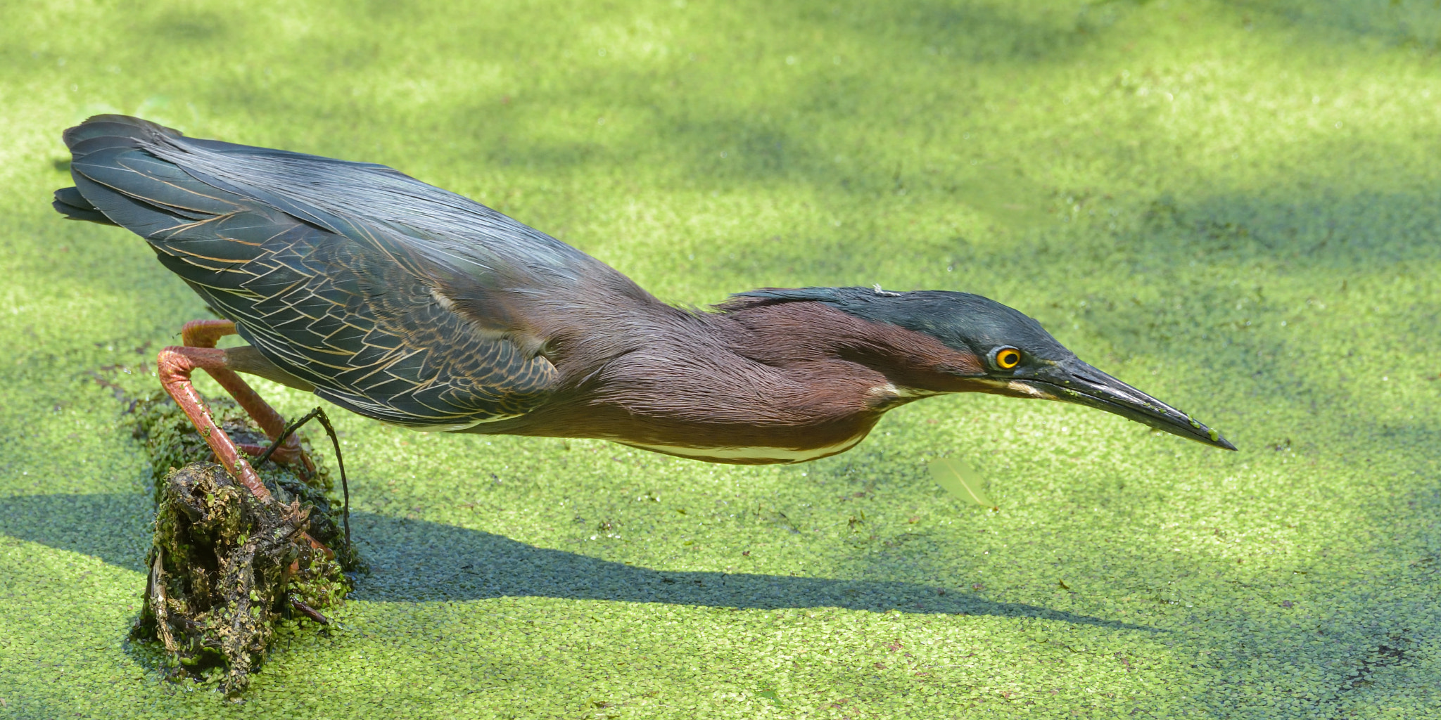 Nikon AF-S Nikkor 200-500mm F5.6E ED VR sample photo. Green heron photography