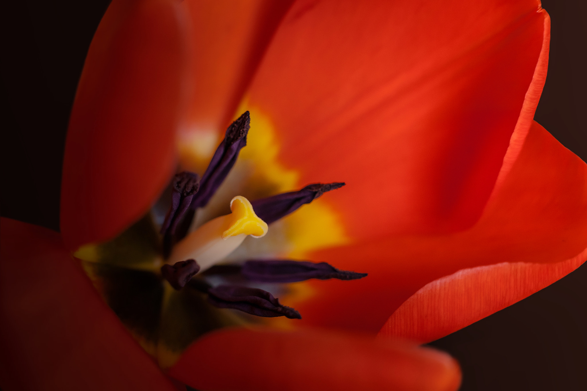 Canon EF 85mm F1.8 USM sample photo. Spring colors photography