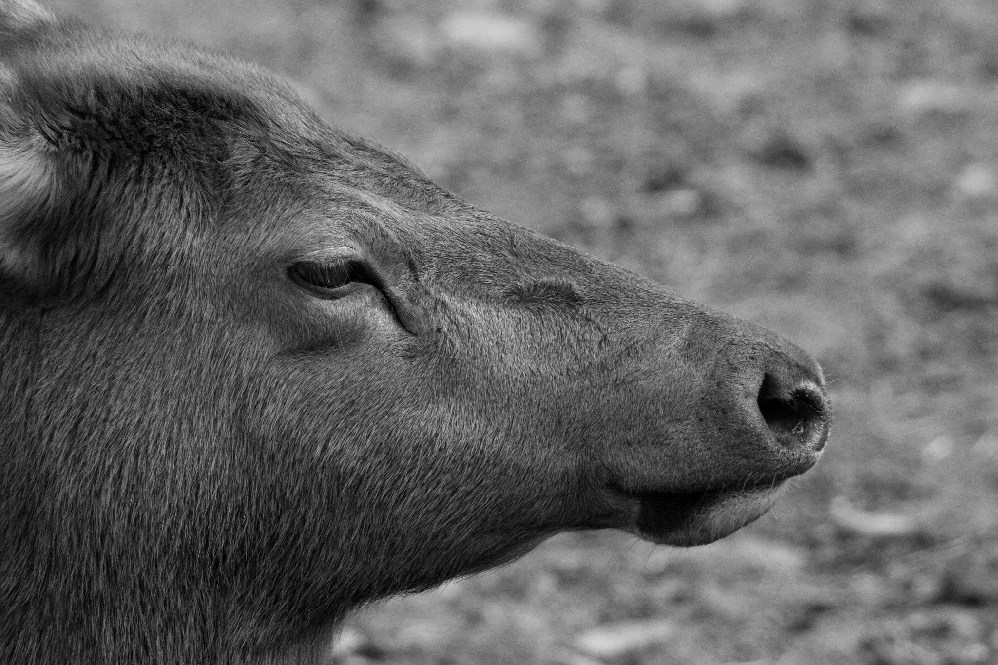 Canon EOS 1200D (EOS Rebel T5 / EOS Kiss X70 / EOS Hi) + EF75-300mm f/4-5.6 sample photo. Elk photography