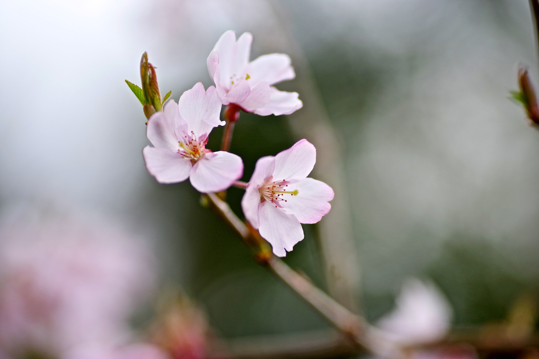 Tamron SP AF 90mm F2.8 Di Macro sample photo. Mini sakura photography