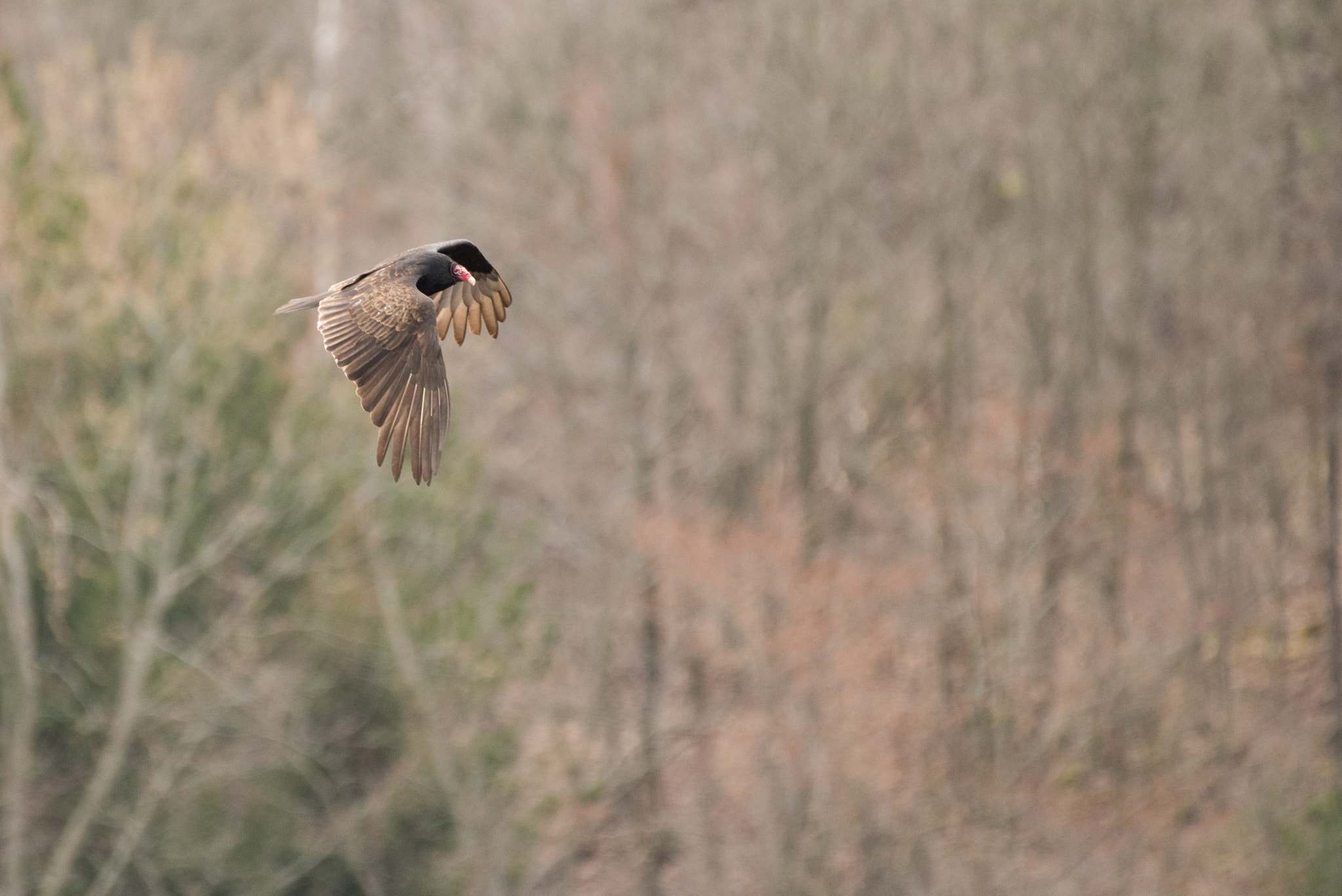 Nikon D810 + Nikon AF-S Nikkor 200-500mm F5.6E ED VR sample photo. Vulture in flight photography