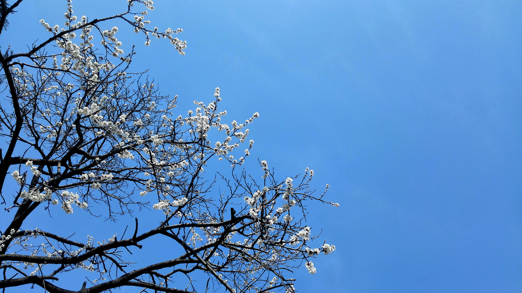 HUAWEI Mate 7 sample photo. Blooming. photography