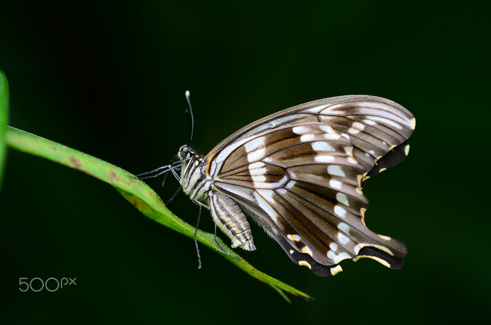 Tamron SP AF 180mm F3.5 Di LD (IF) Macro sample photo. Bella... photography