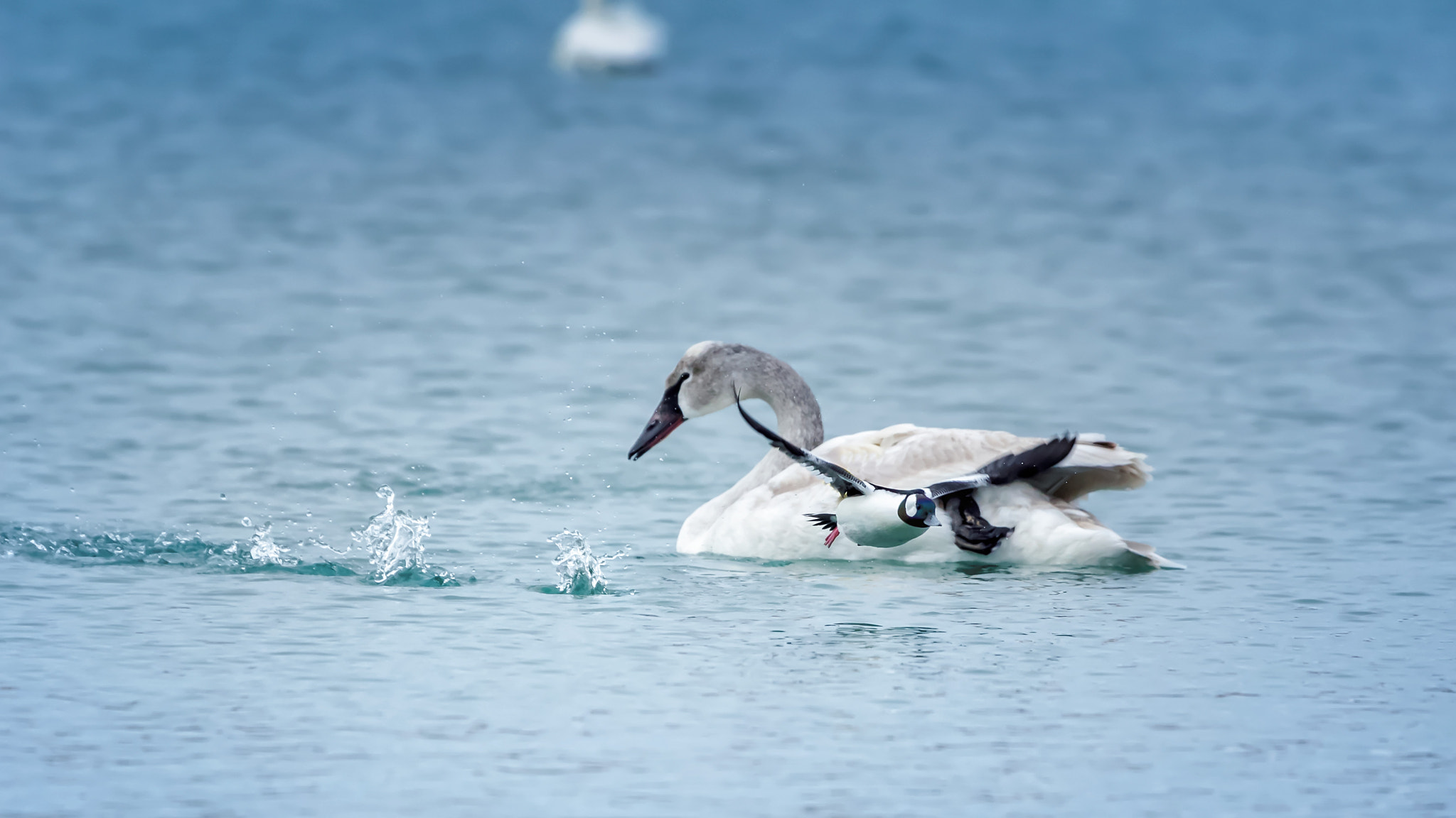 Canon EF 100-400mm F4.5-5.6L IS USM sample photo. Time to fly photography