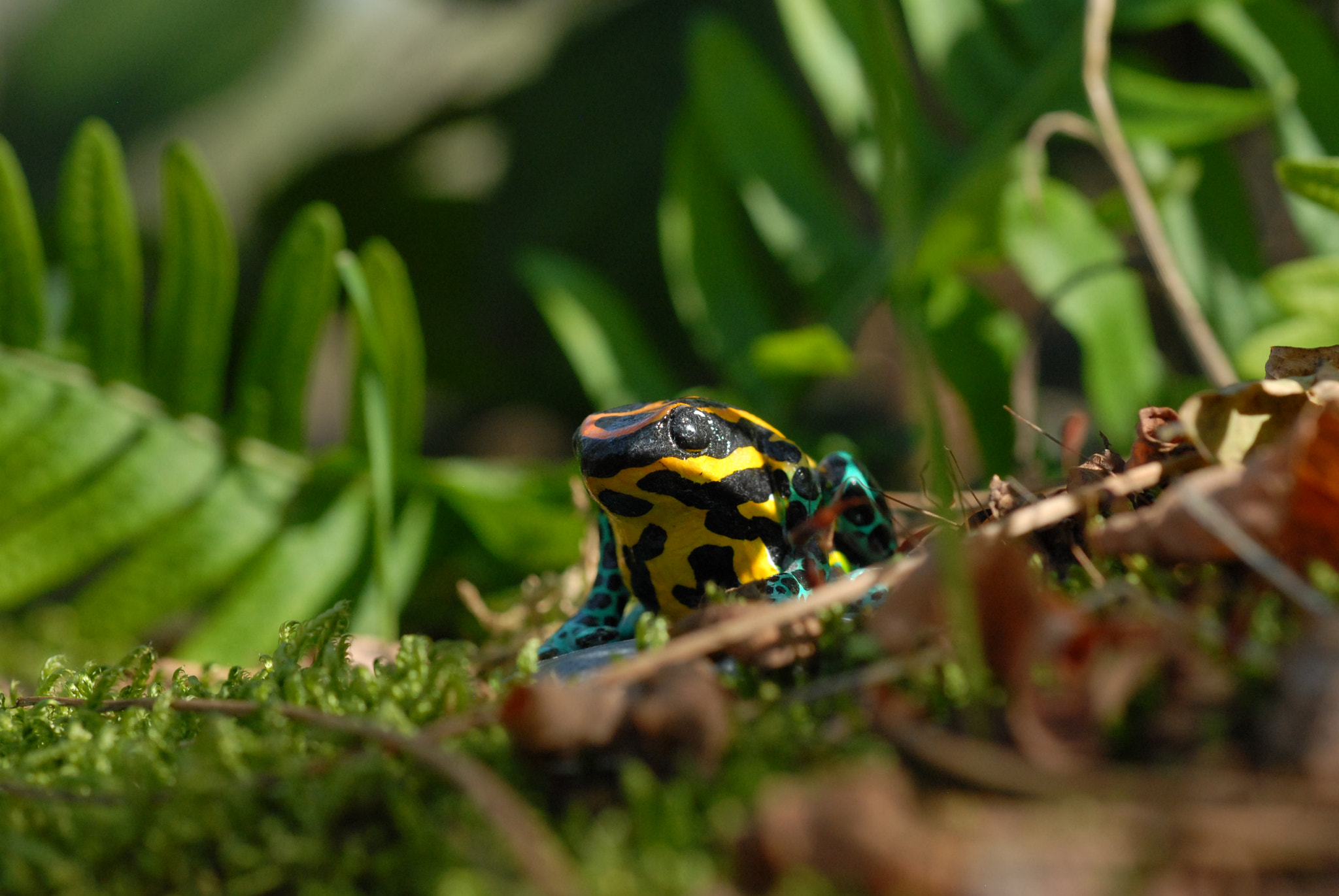 Nikon D200 + Nikon AF Micro-Nikkor 60mm F2.8D sample photo. Frog sauvage mimic photography