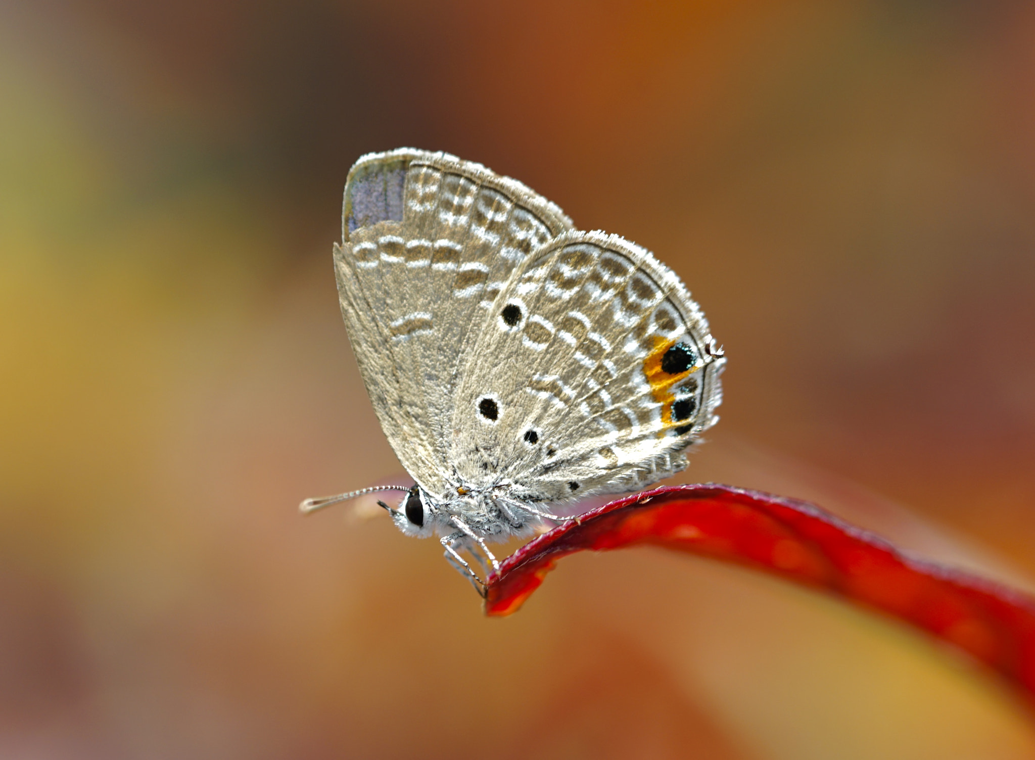 Sony FE 90mm F2.8 Macro G OSS sample photo. Broken wing photography